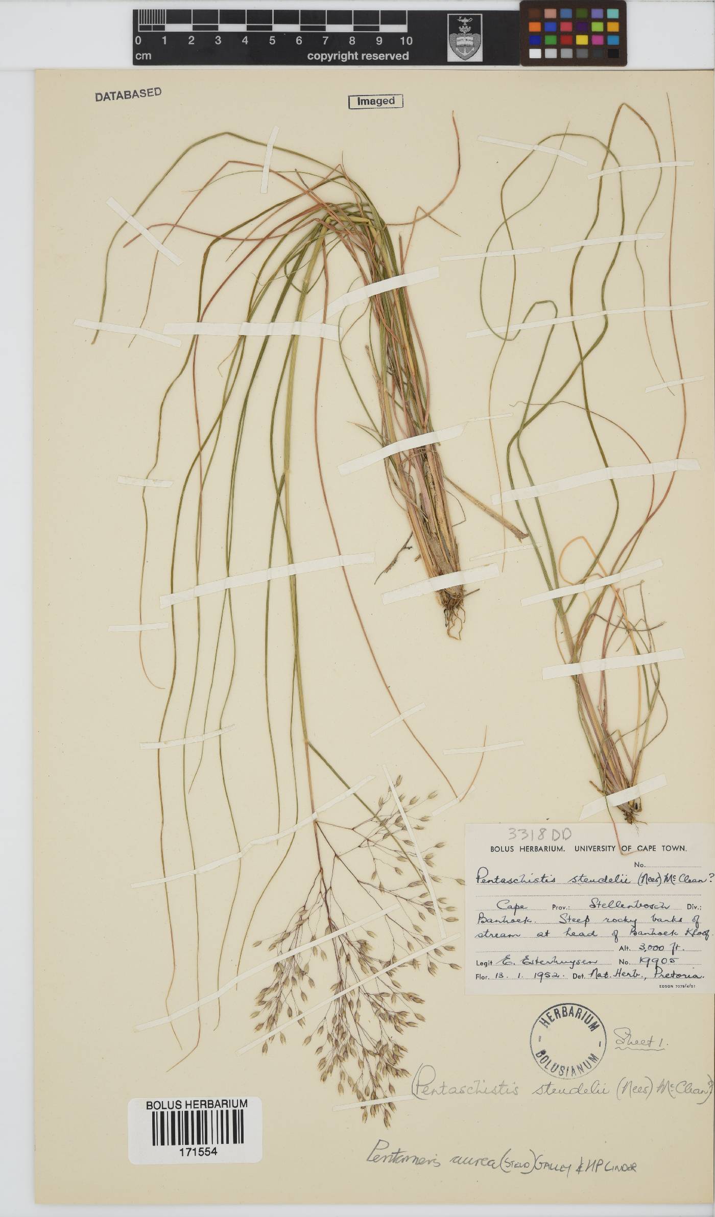 Pentameris aurea subsp. aurea image