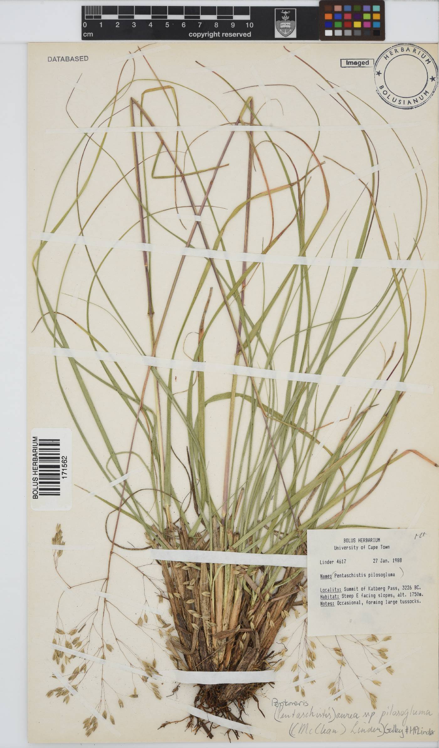 Pentameris aurea image