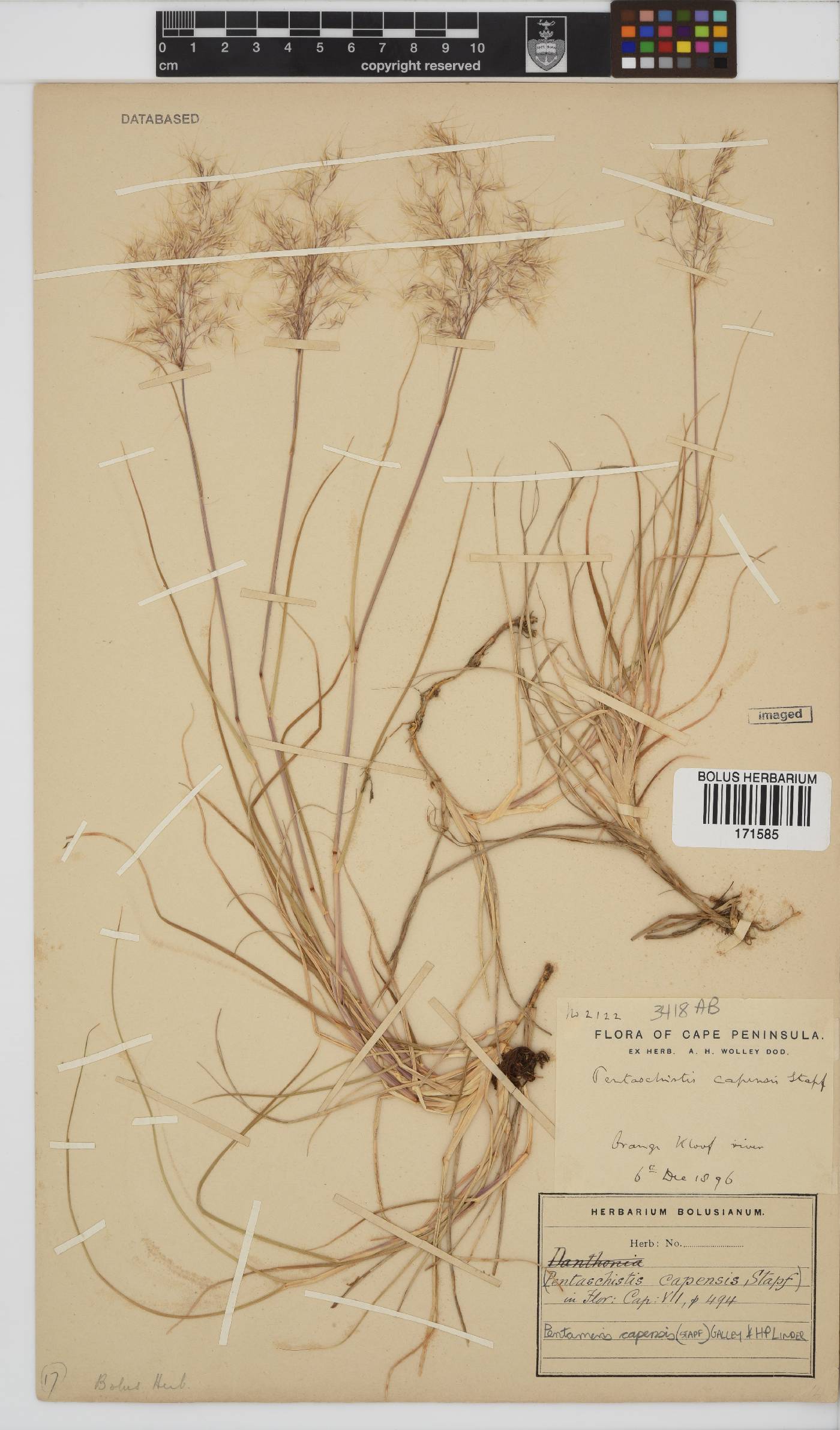 Pentameris capensis image