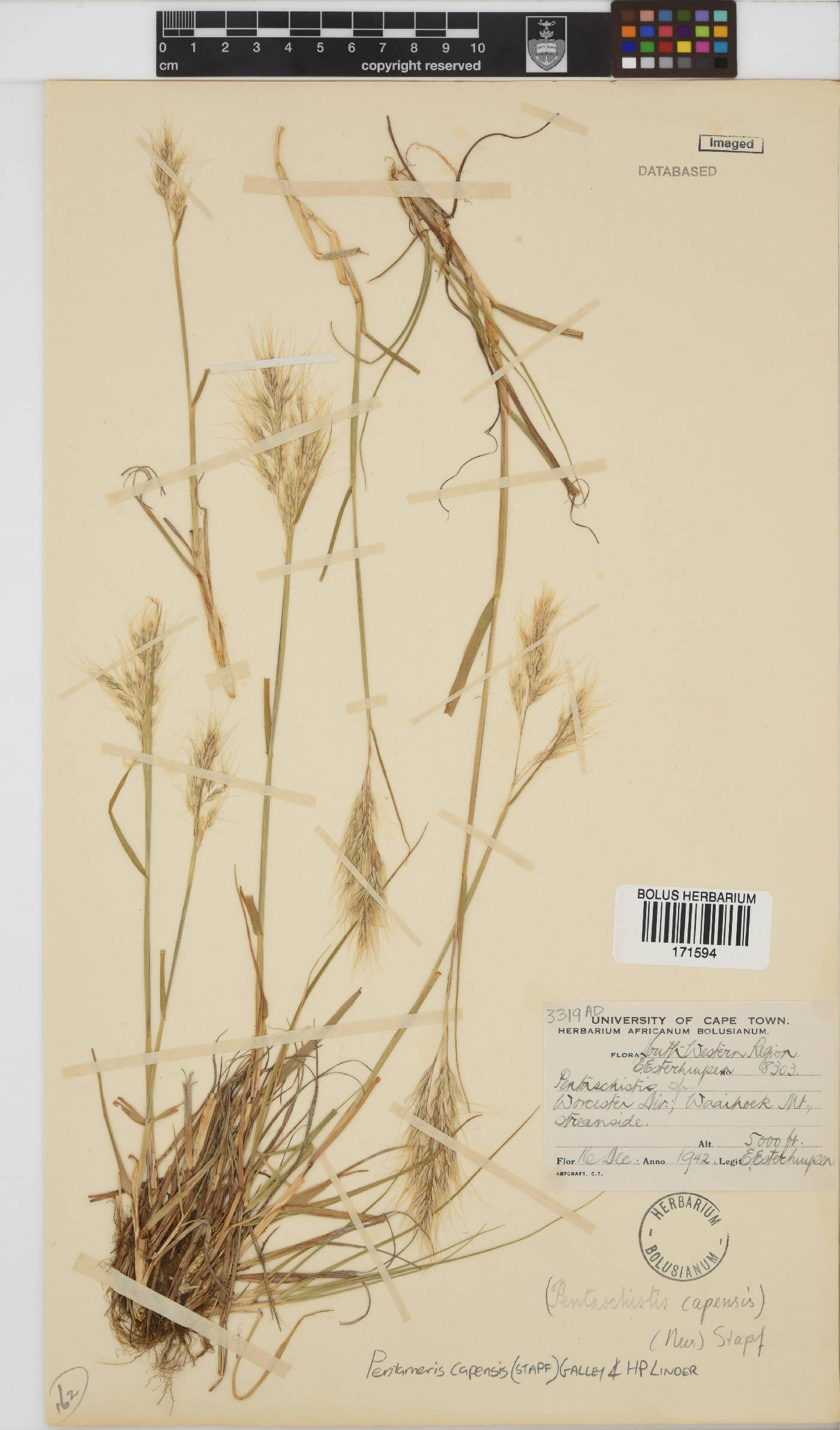 Pentameris capensis image