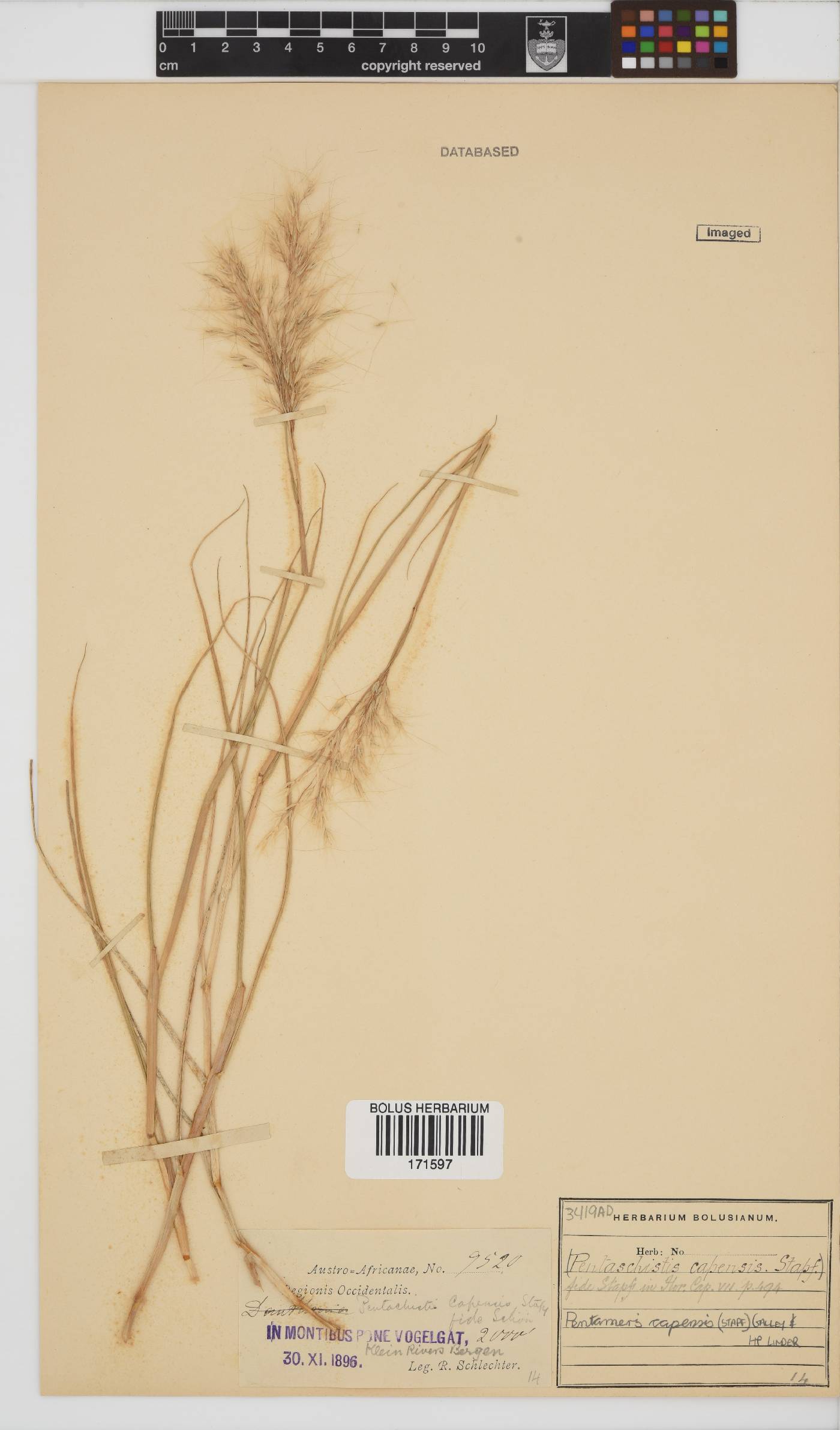Pentameris capensis image