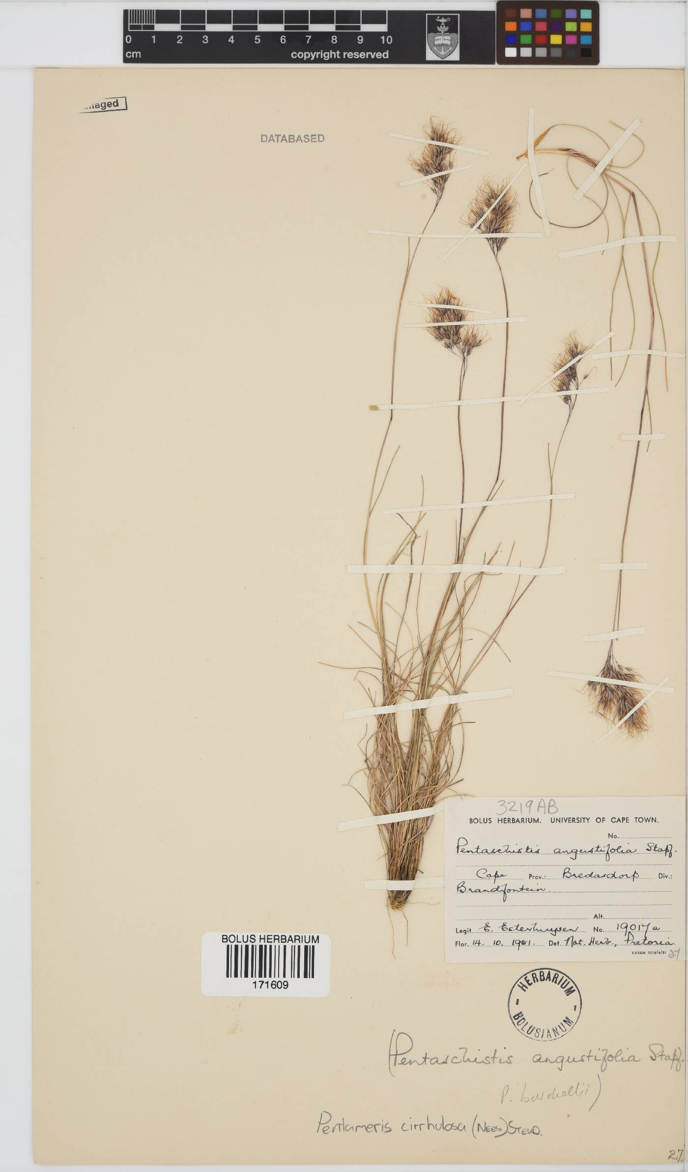 Pentameris cirrhulosa image