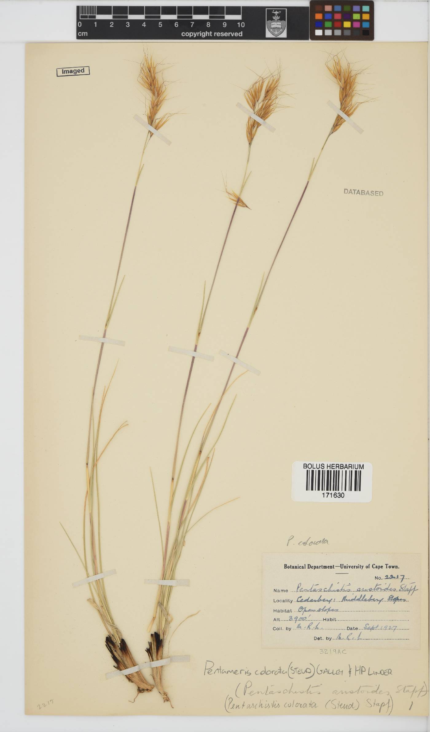 Pentameris colorata image