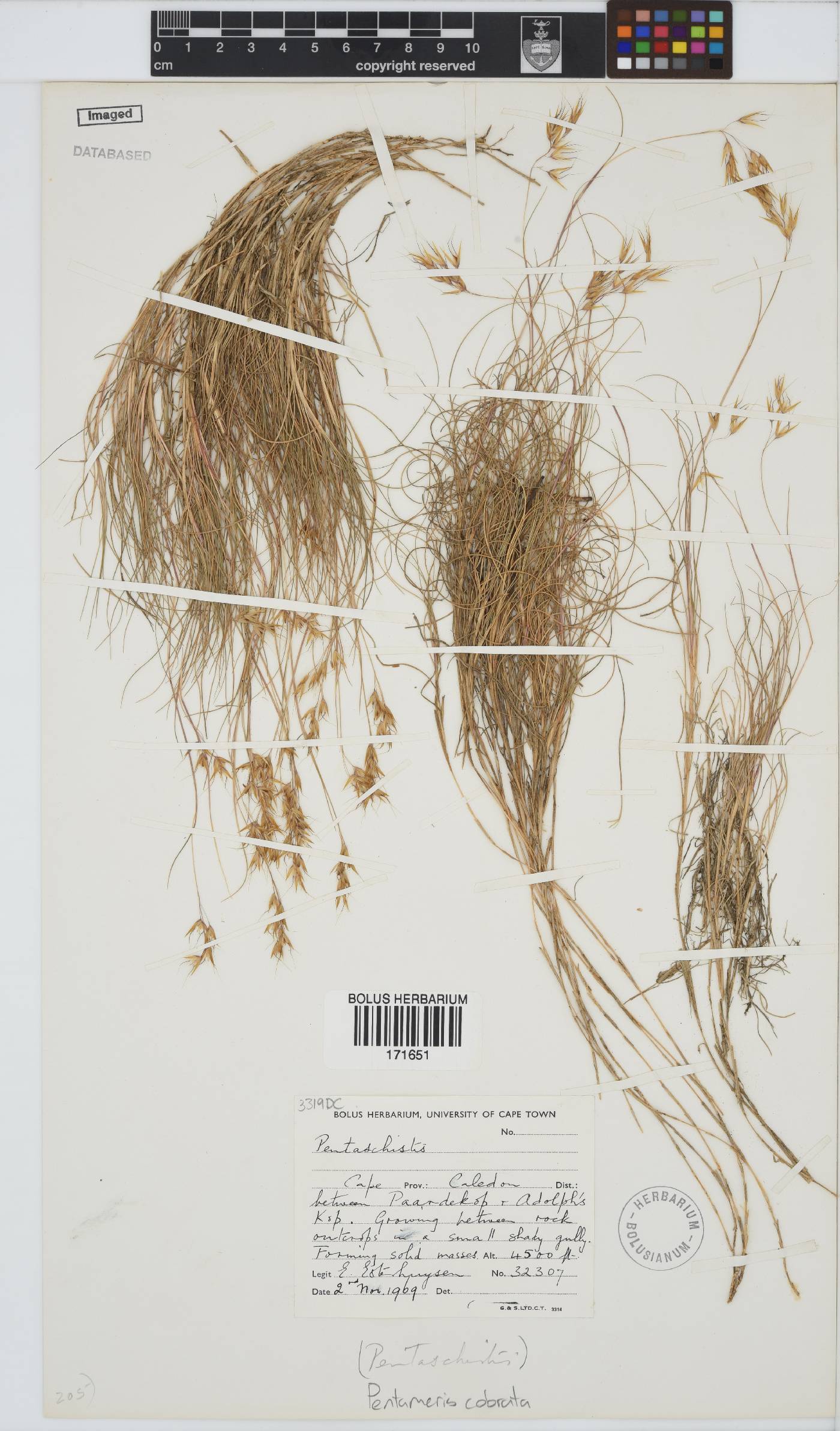 Pentameris colorata image