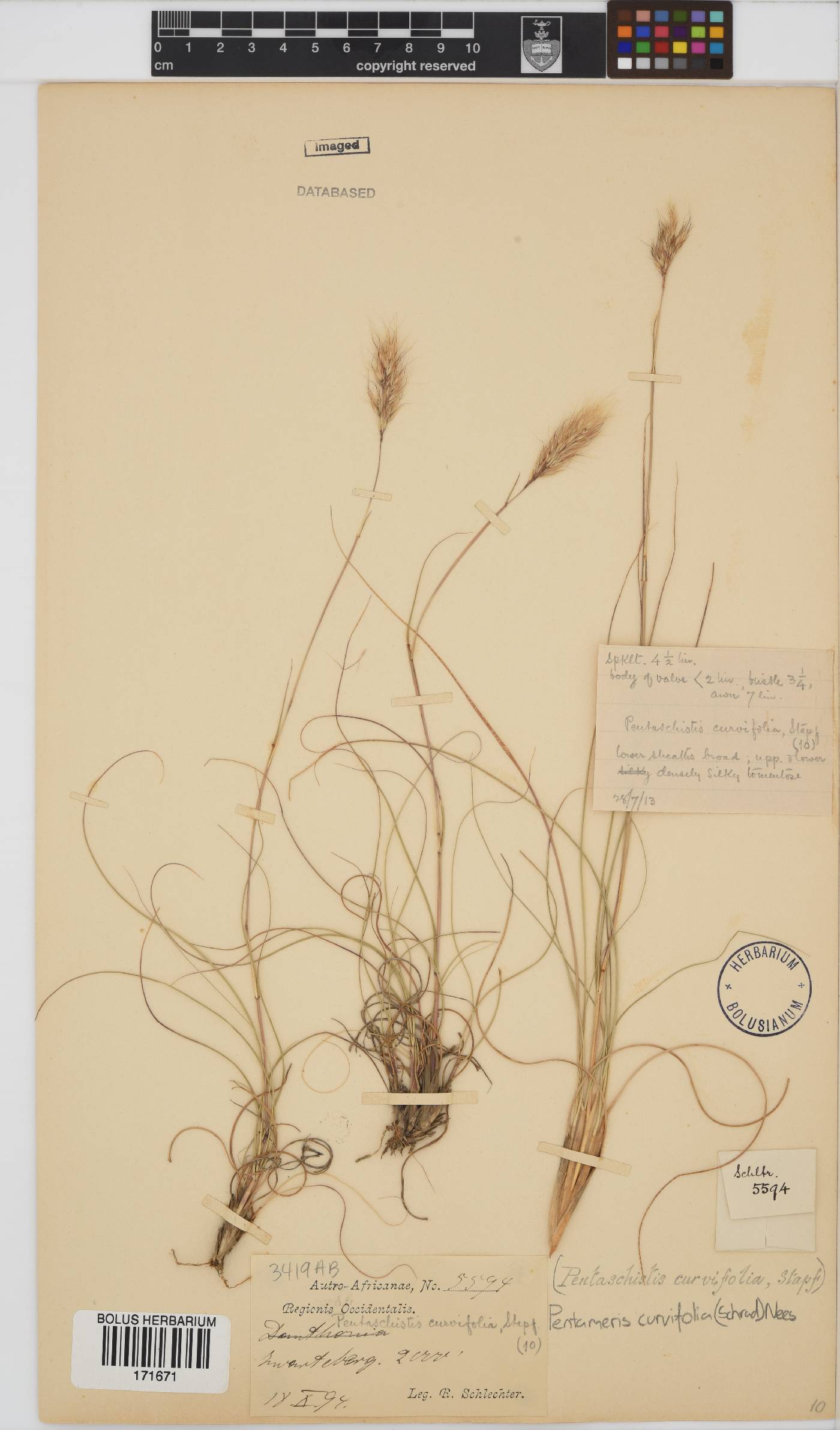 Pentameris curvifolia image