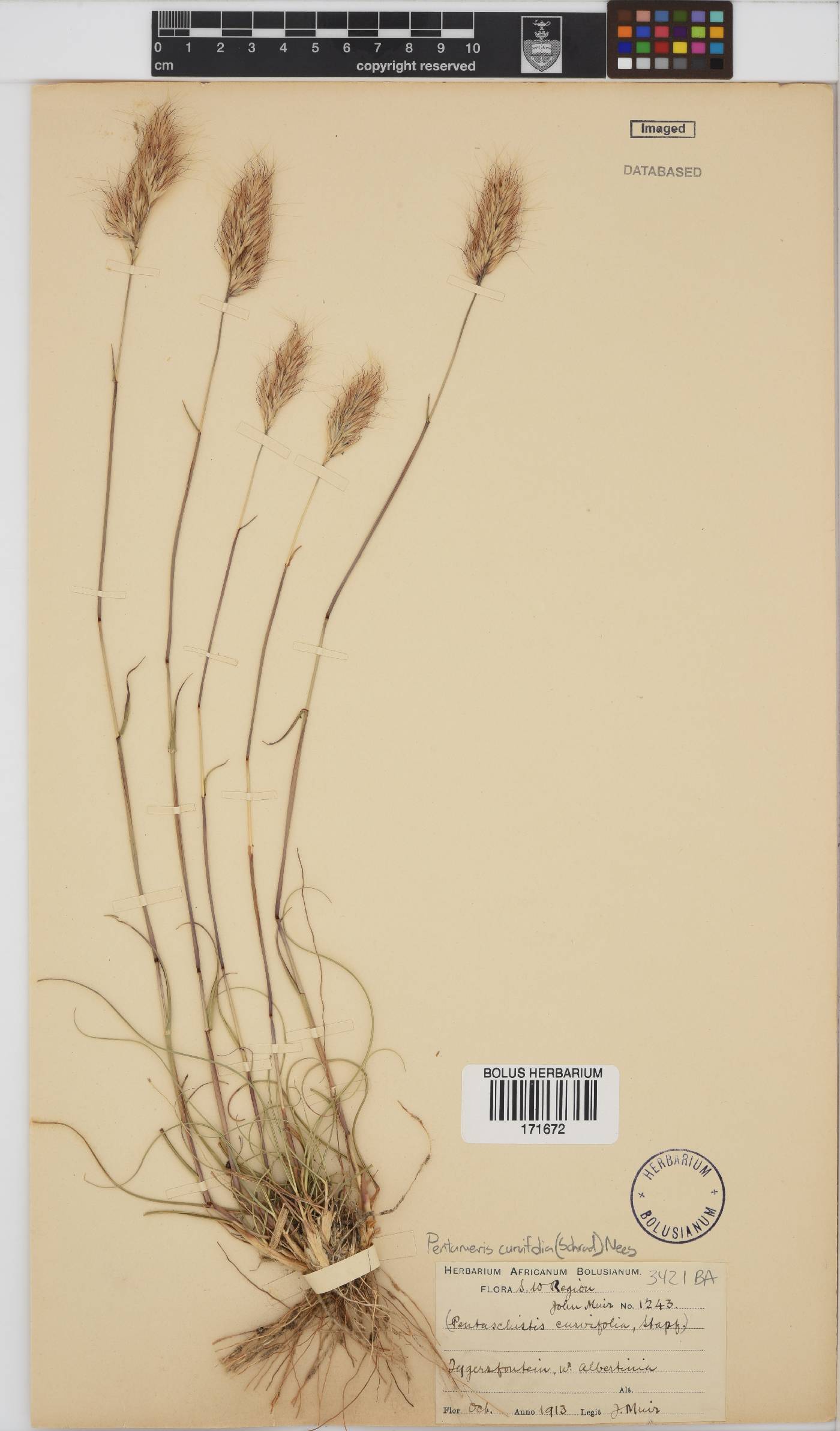 Pentameris curvifolia image