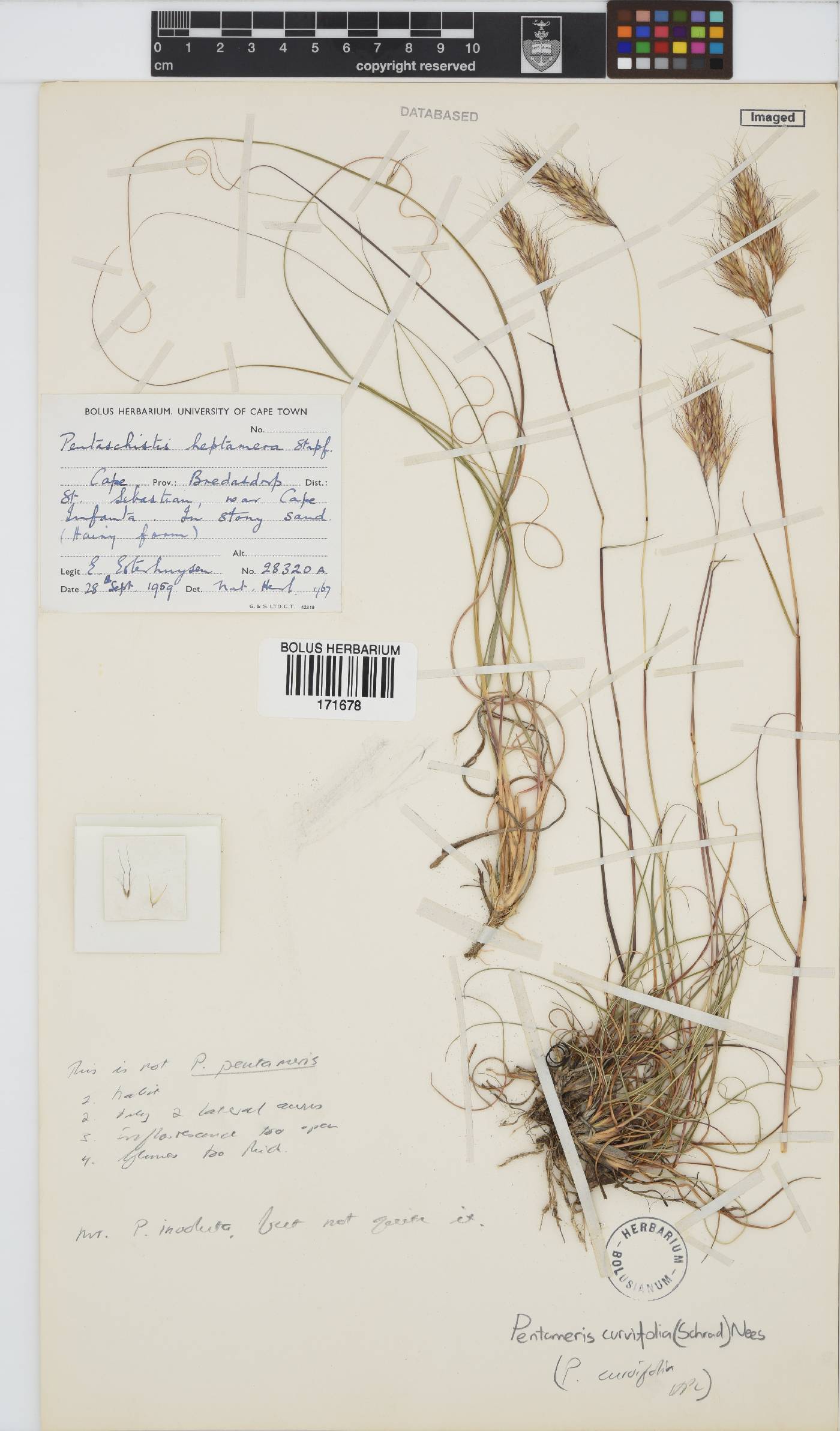 Pentameris curvifolia image