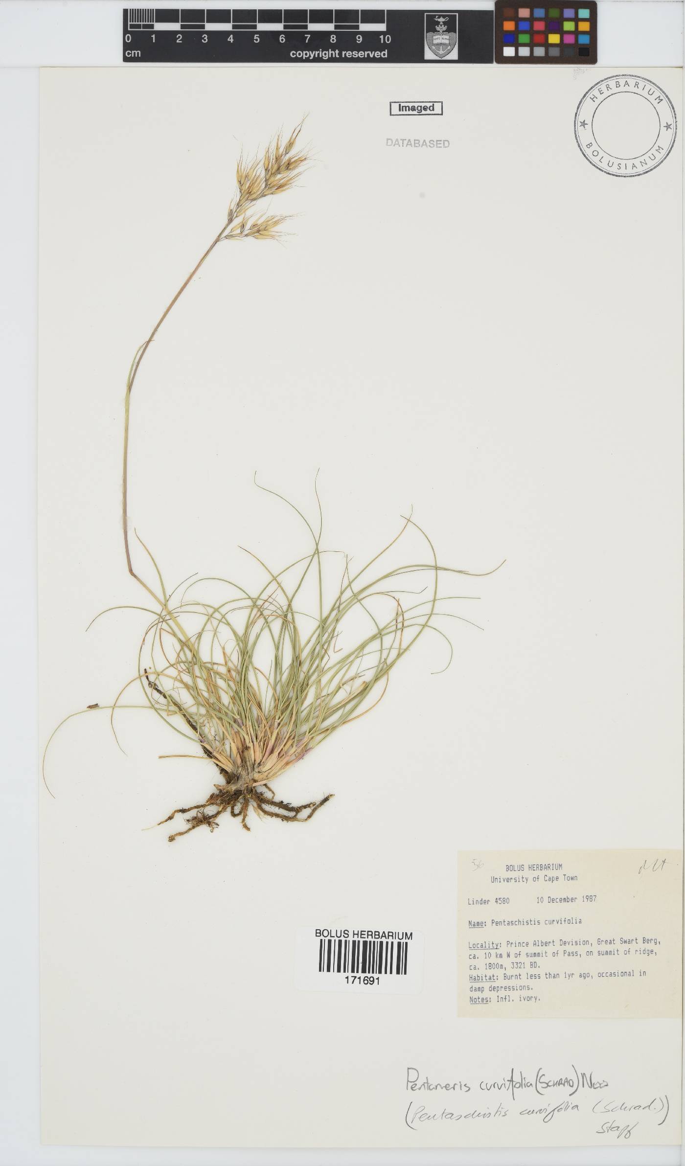 Pentameris curvifolia image