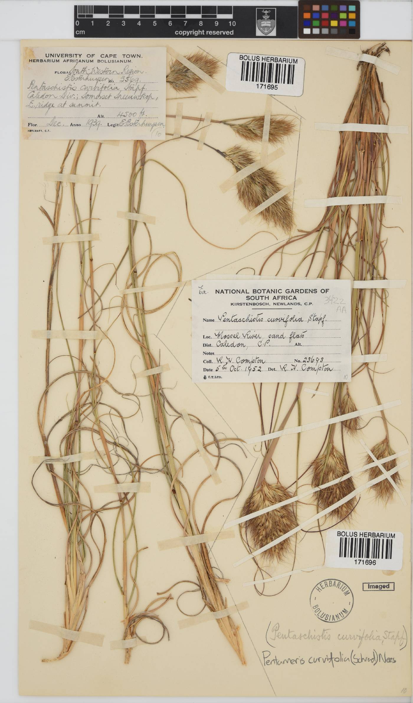 Pentameris curvifolia image