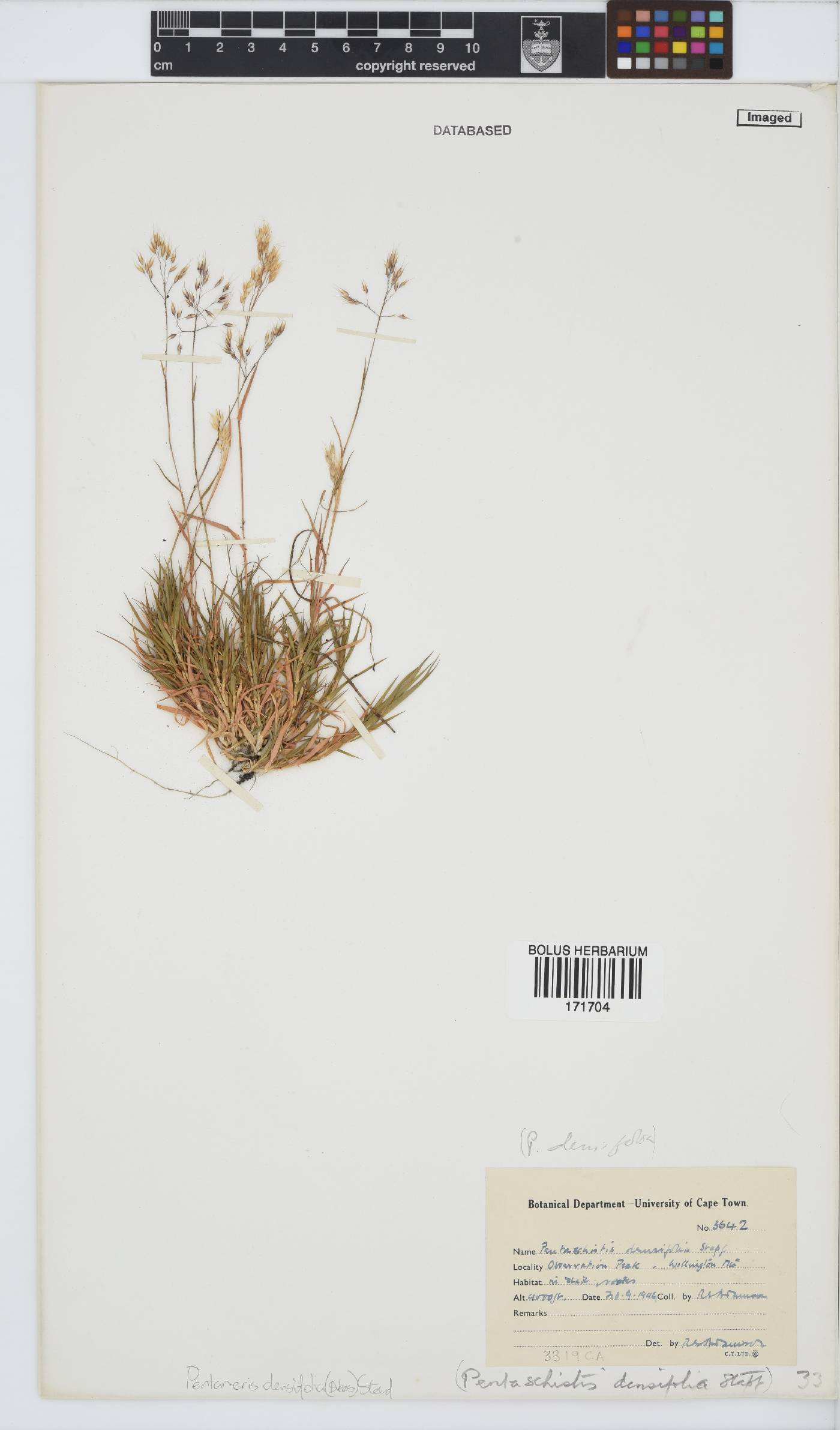 Pentameris densifolia image