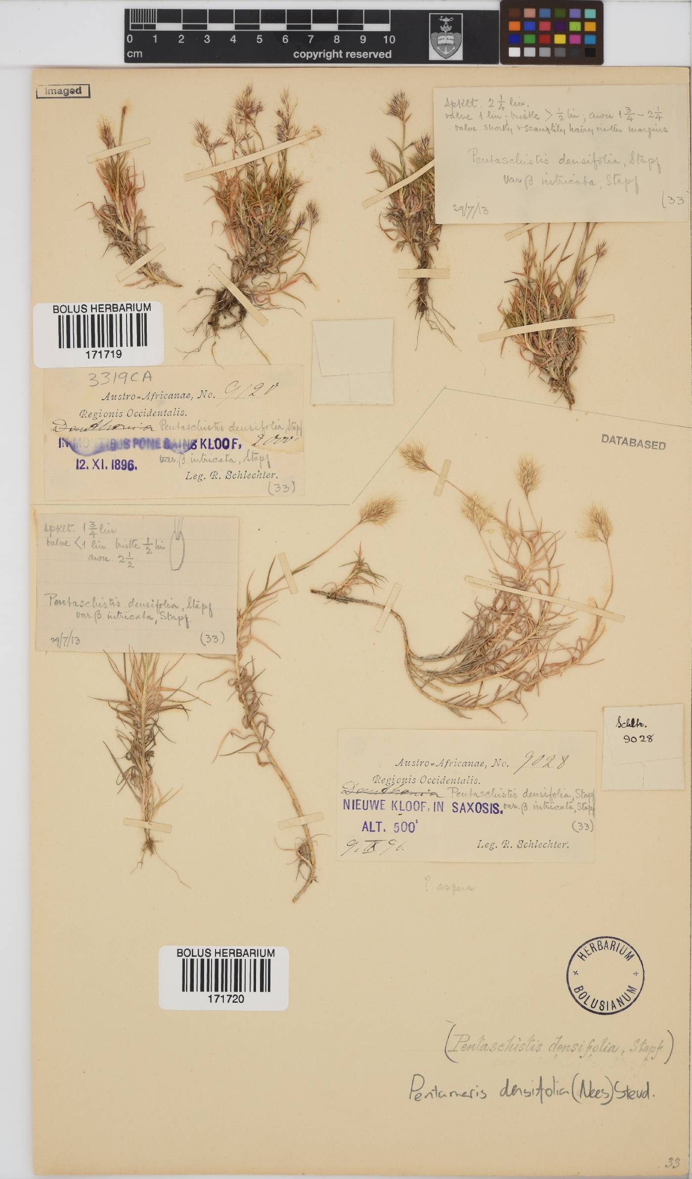 Pentameris densifolia image