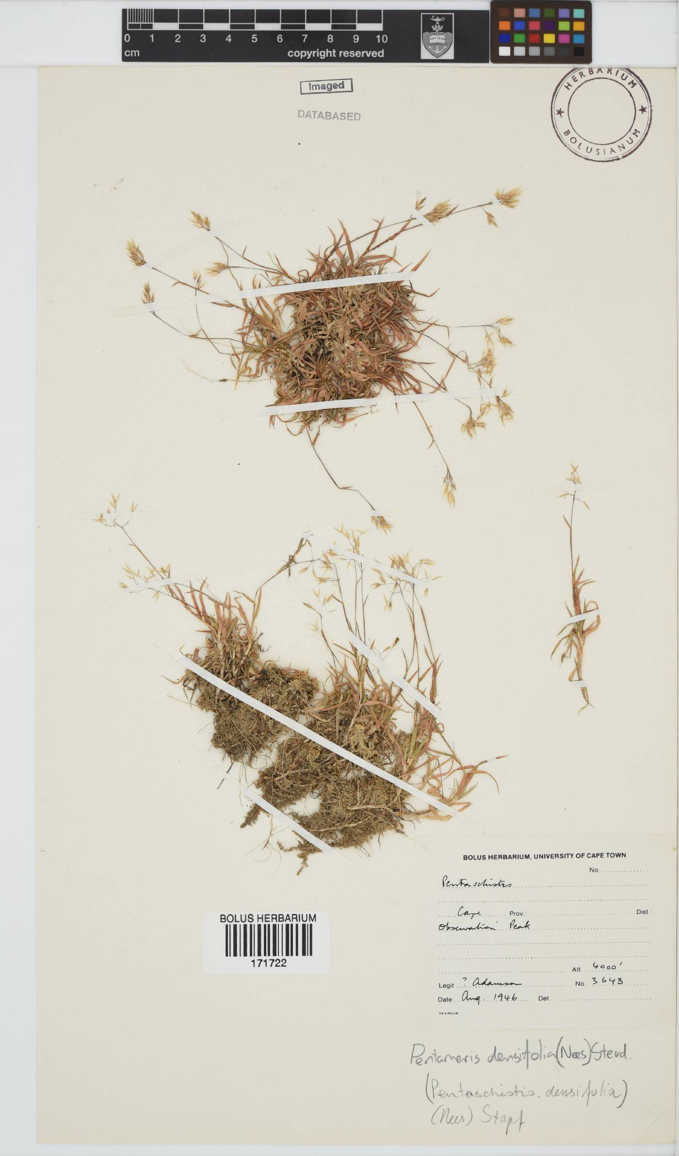 Pentameris densifolia image