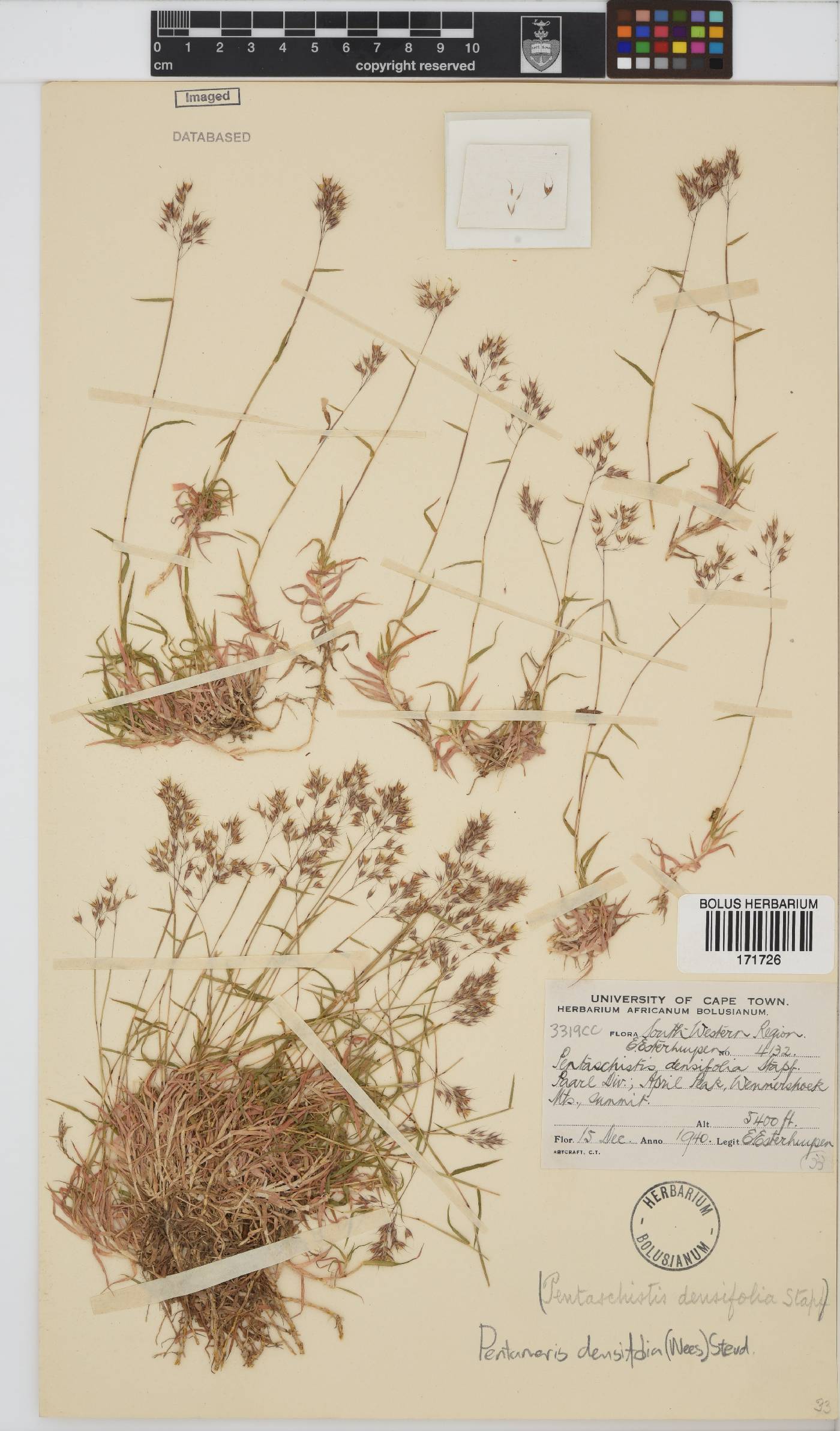 Pentameris densifolia image