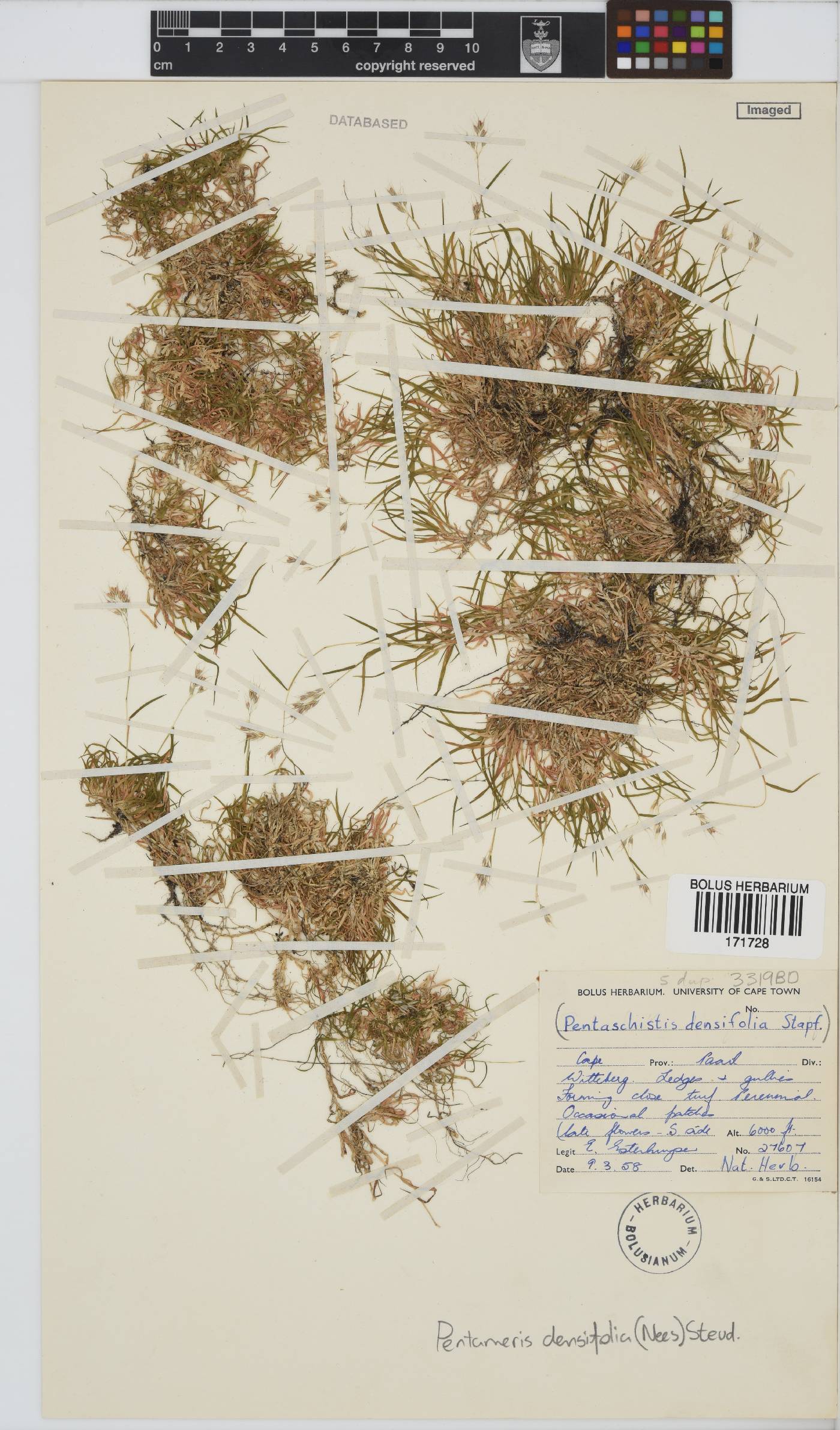 Pentameris densifolia image