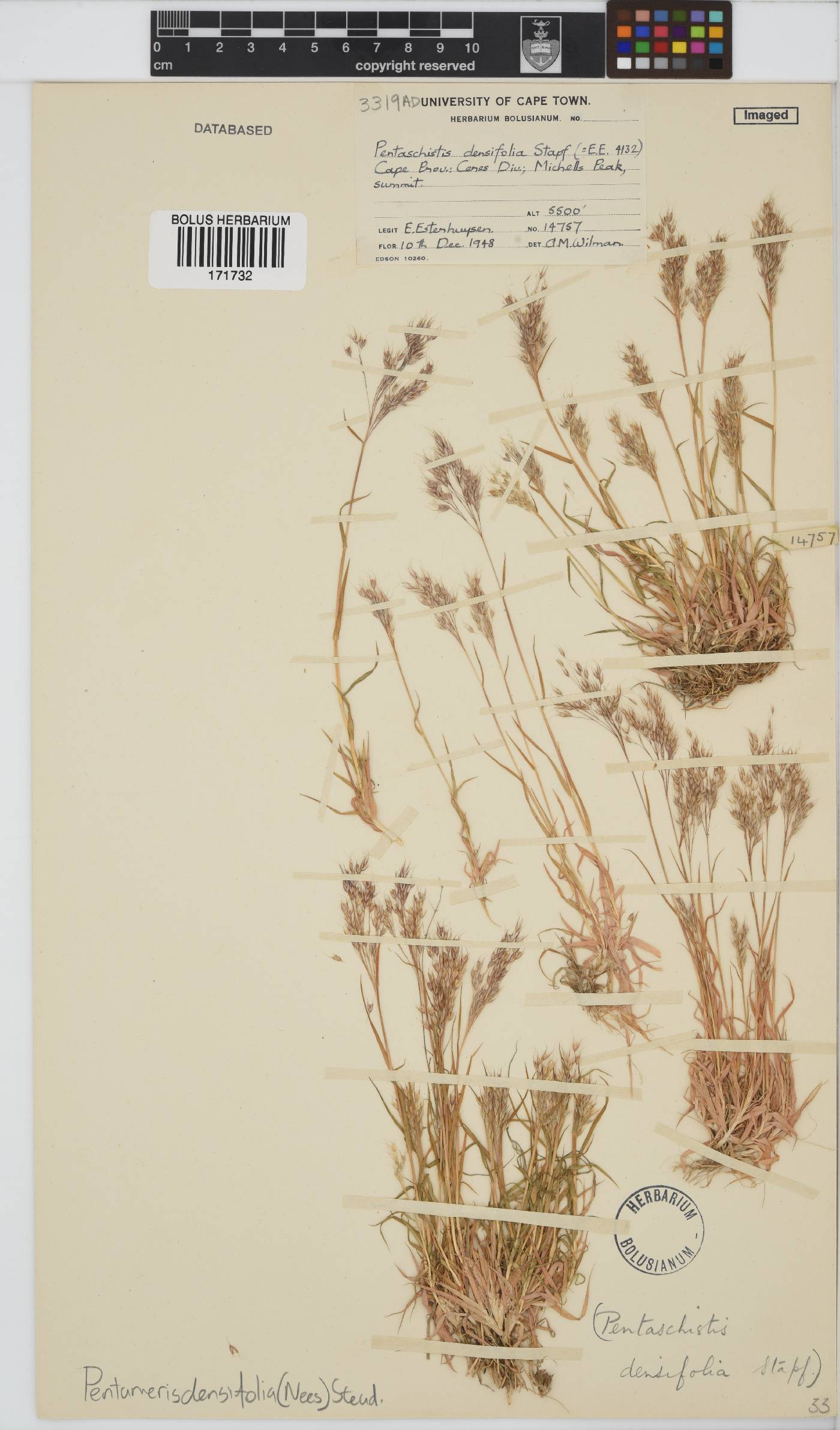 Pentameris densifolia image
