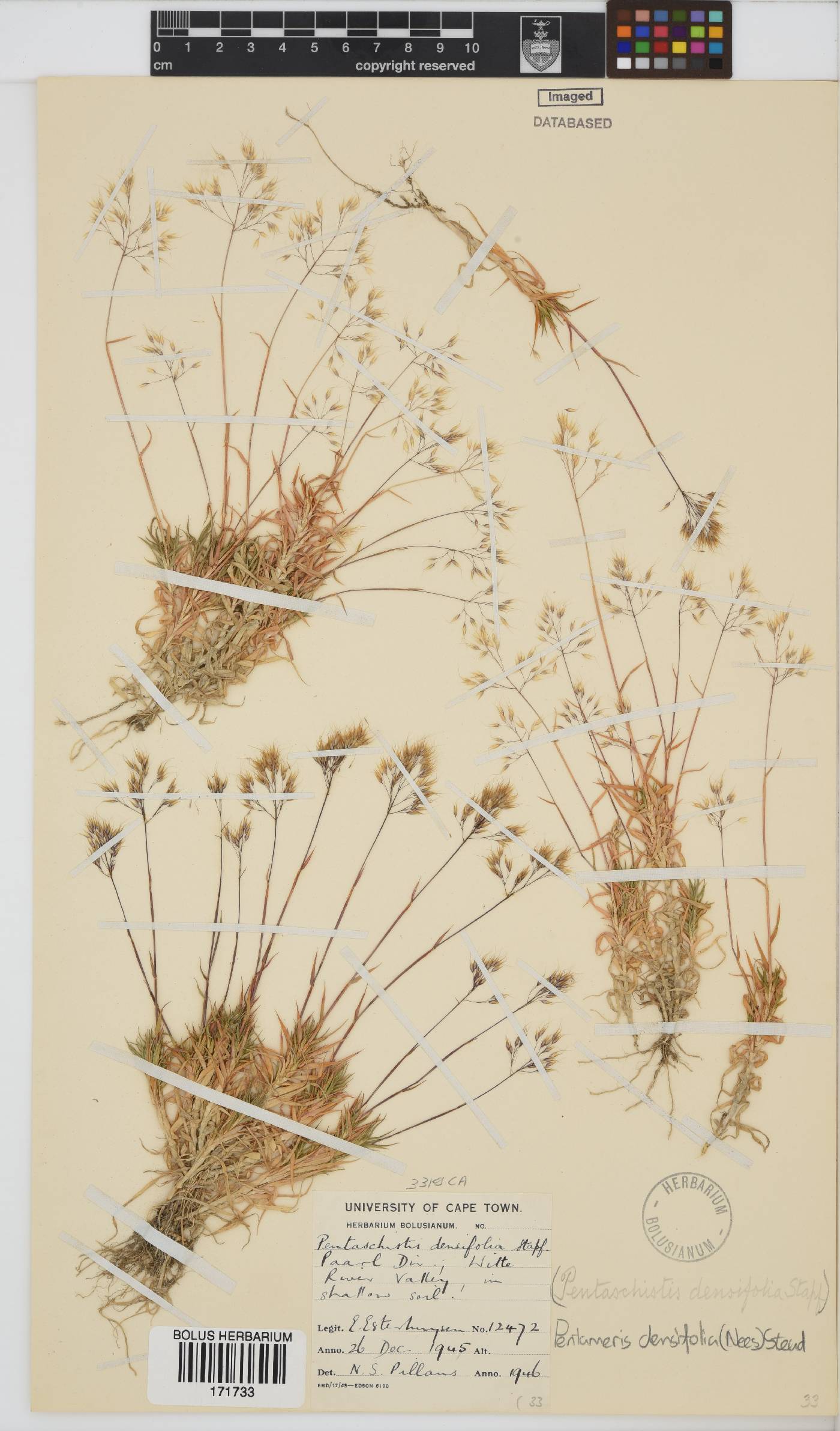 Pentameris densifolia image