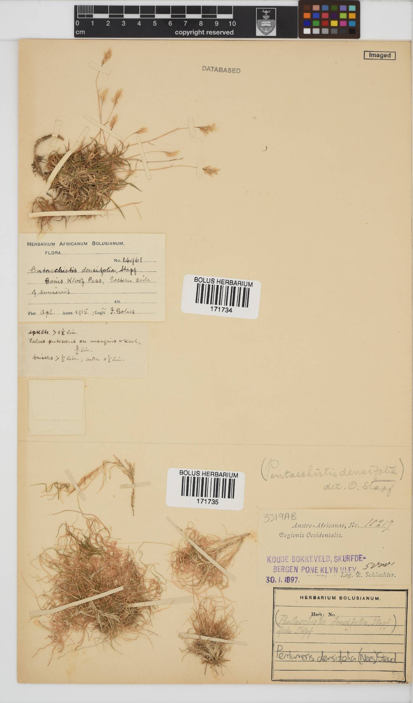 Pentameris densifolia image