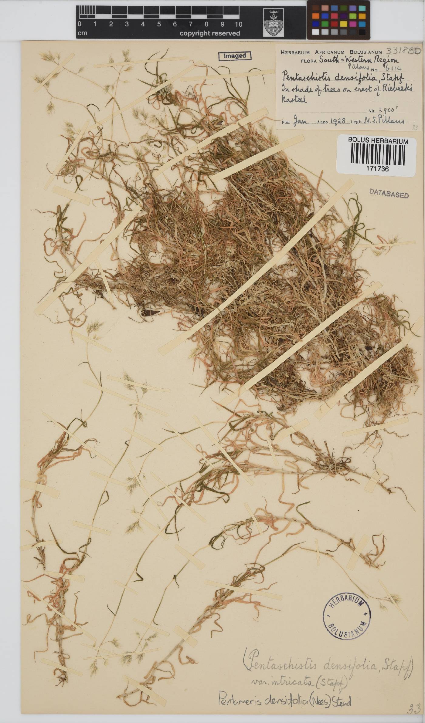 Pentameris densifolia image