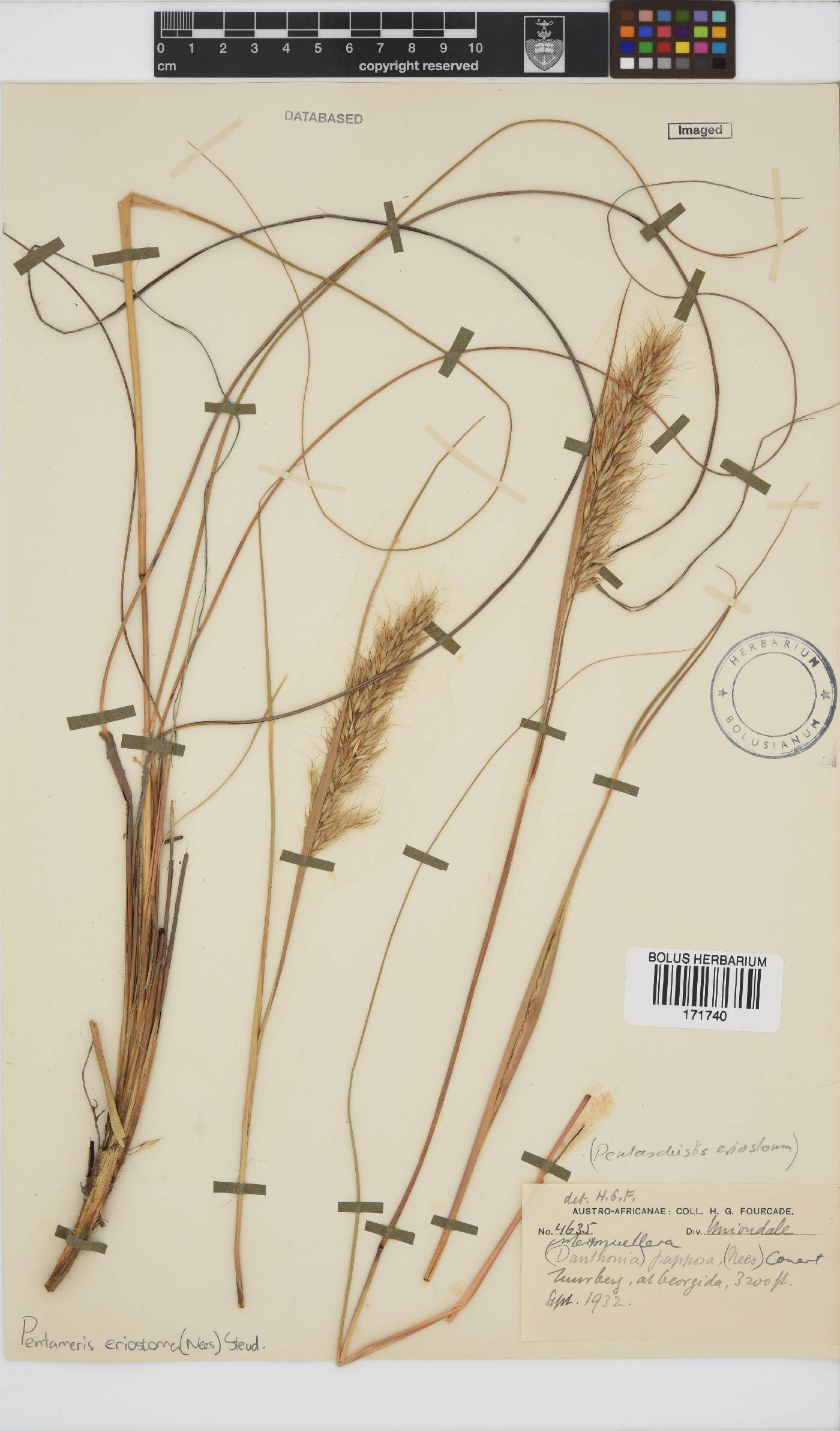 Pentameris eriostoma image