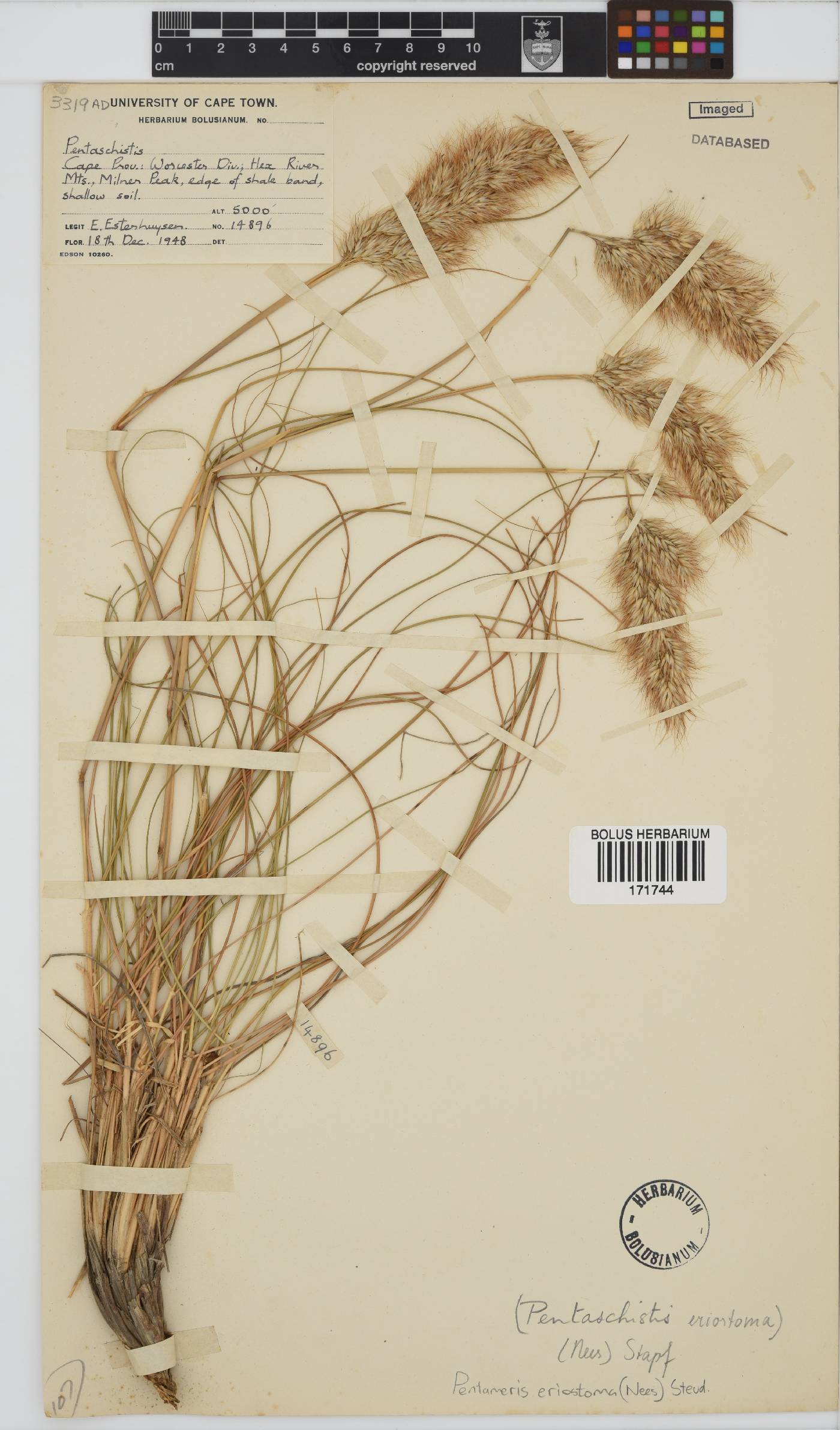Pentameris eriostoma image