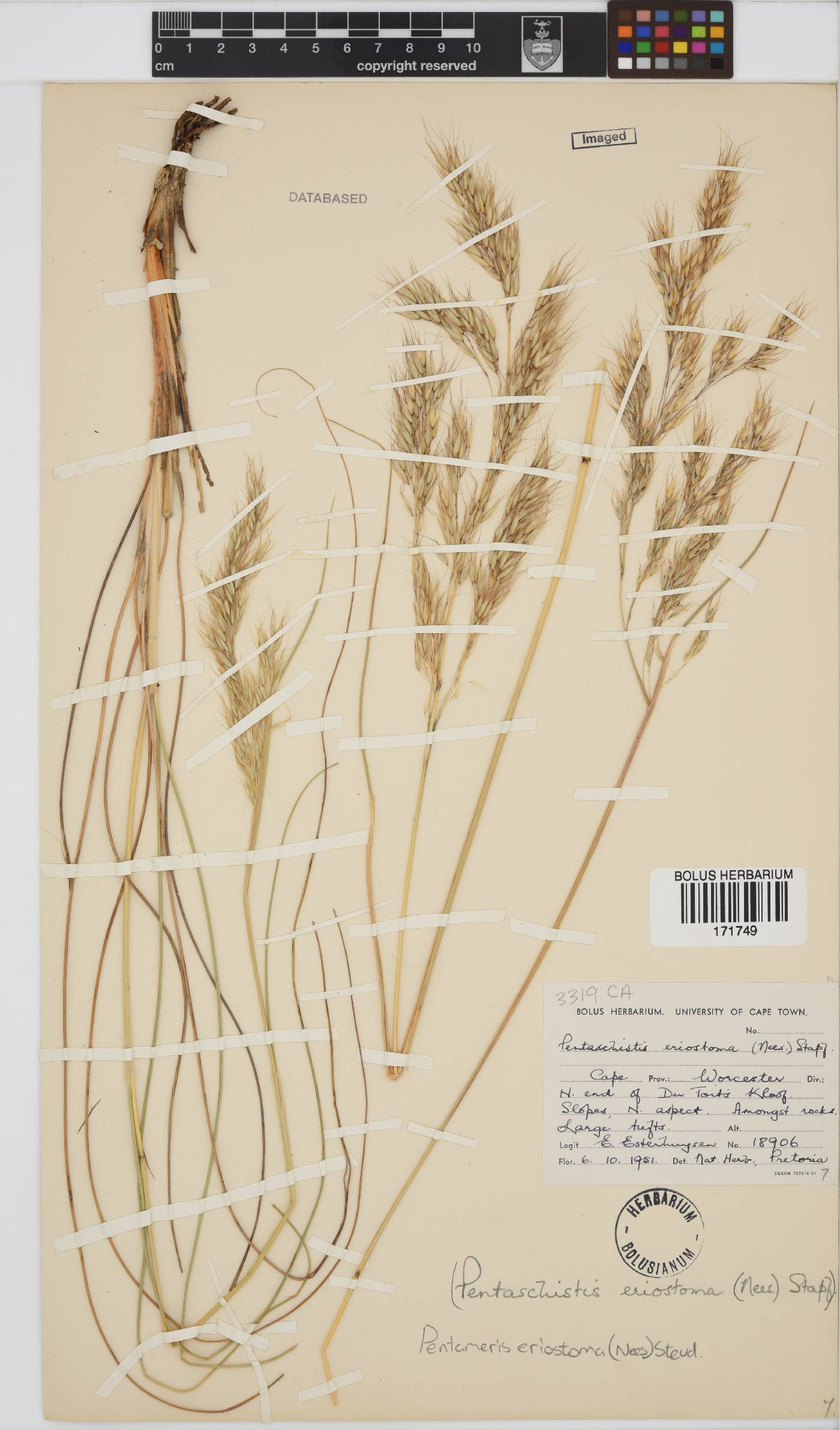 Pentameris eriostoma image