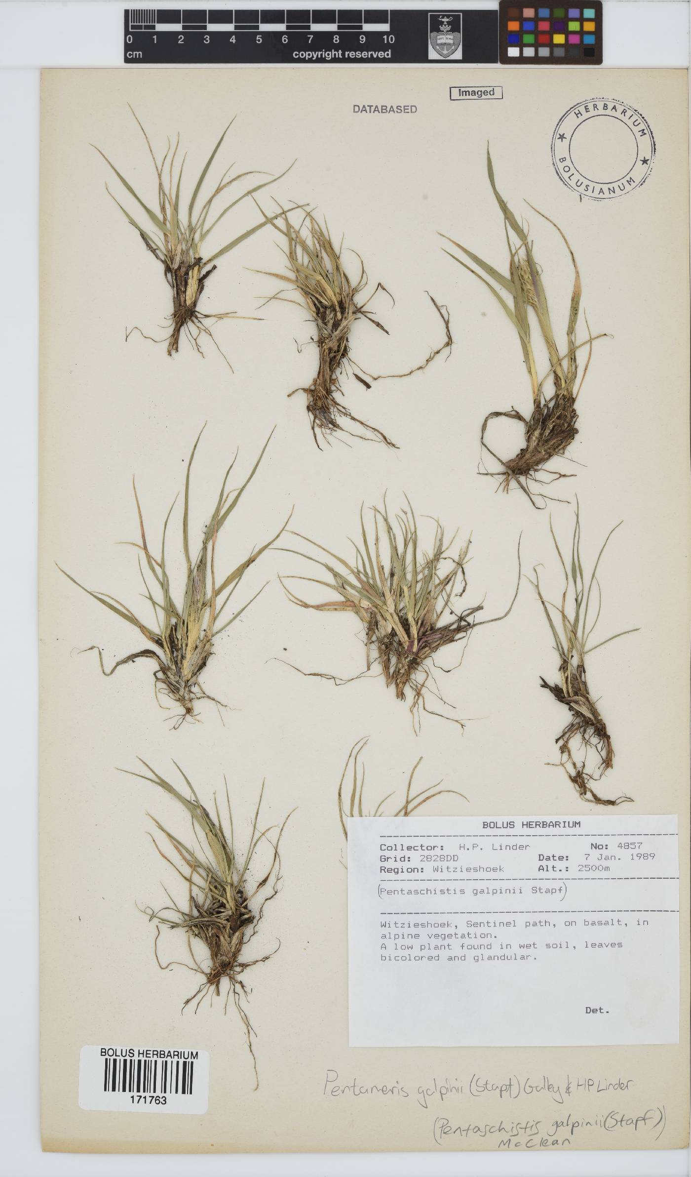 Pentameris galpinii image