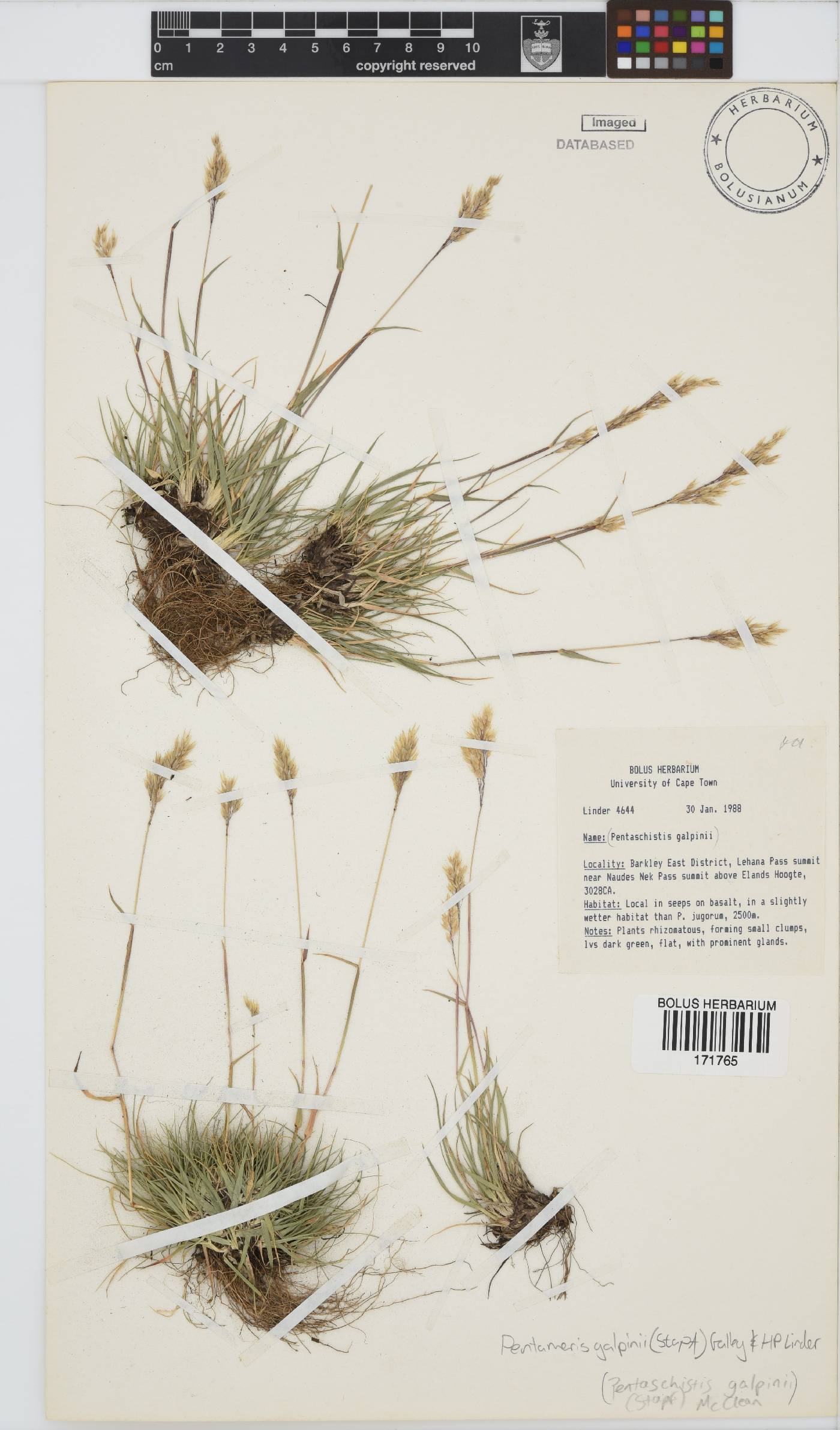 Pentameris galpinii image