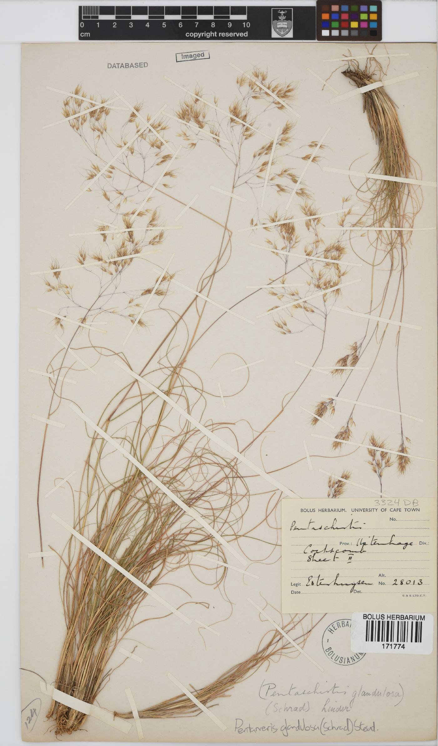 Pentameris glandulosa image