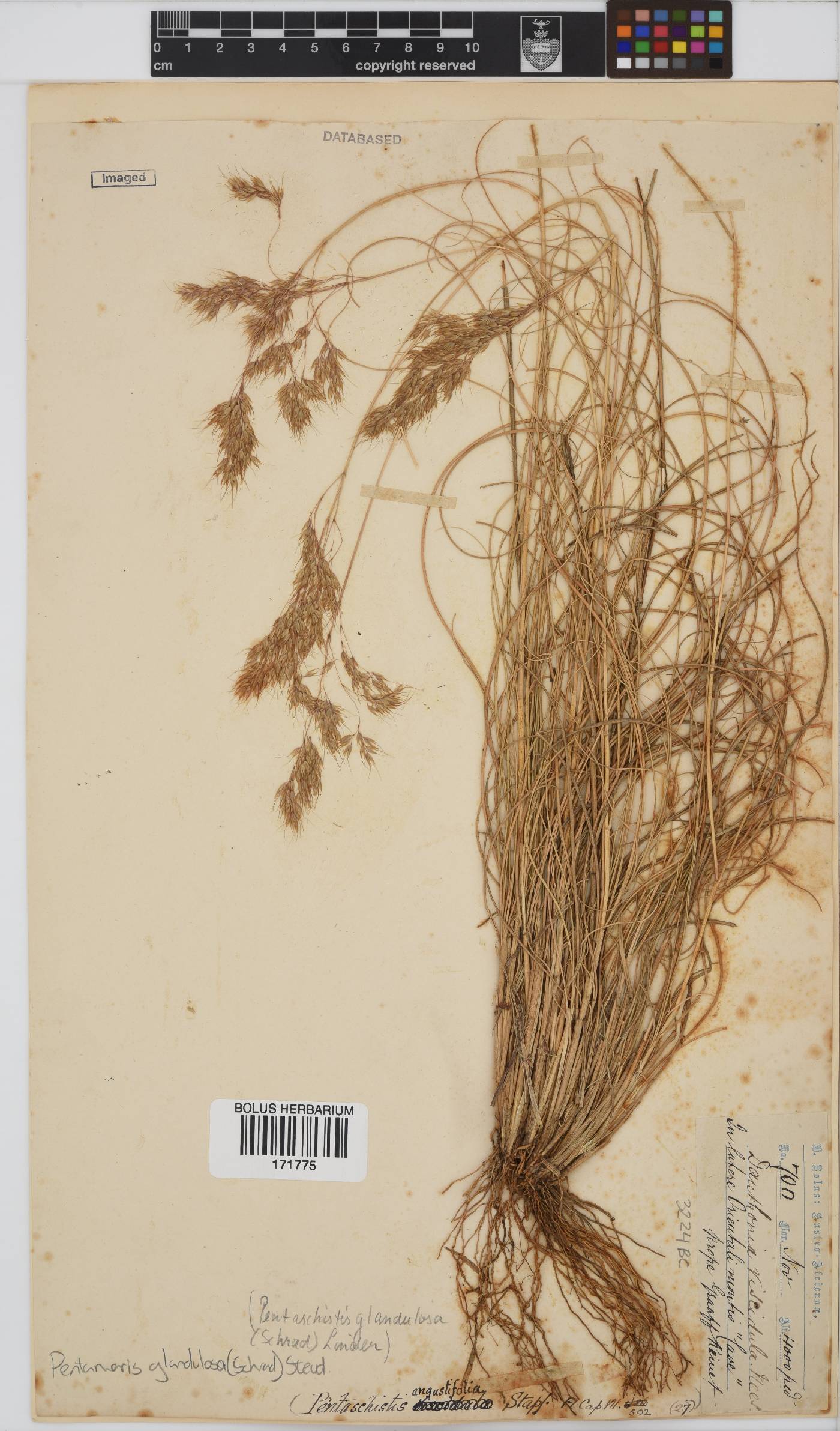 Pentameris glandulosa image