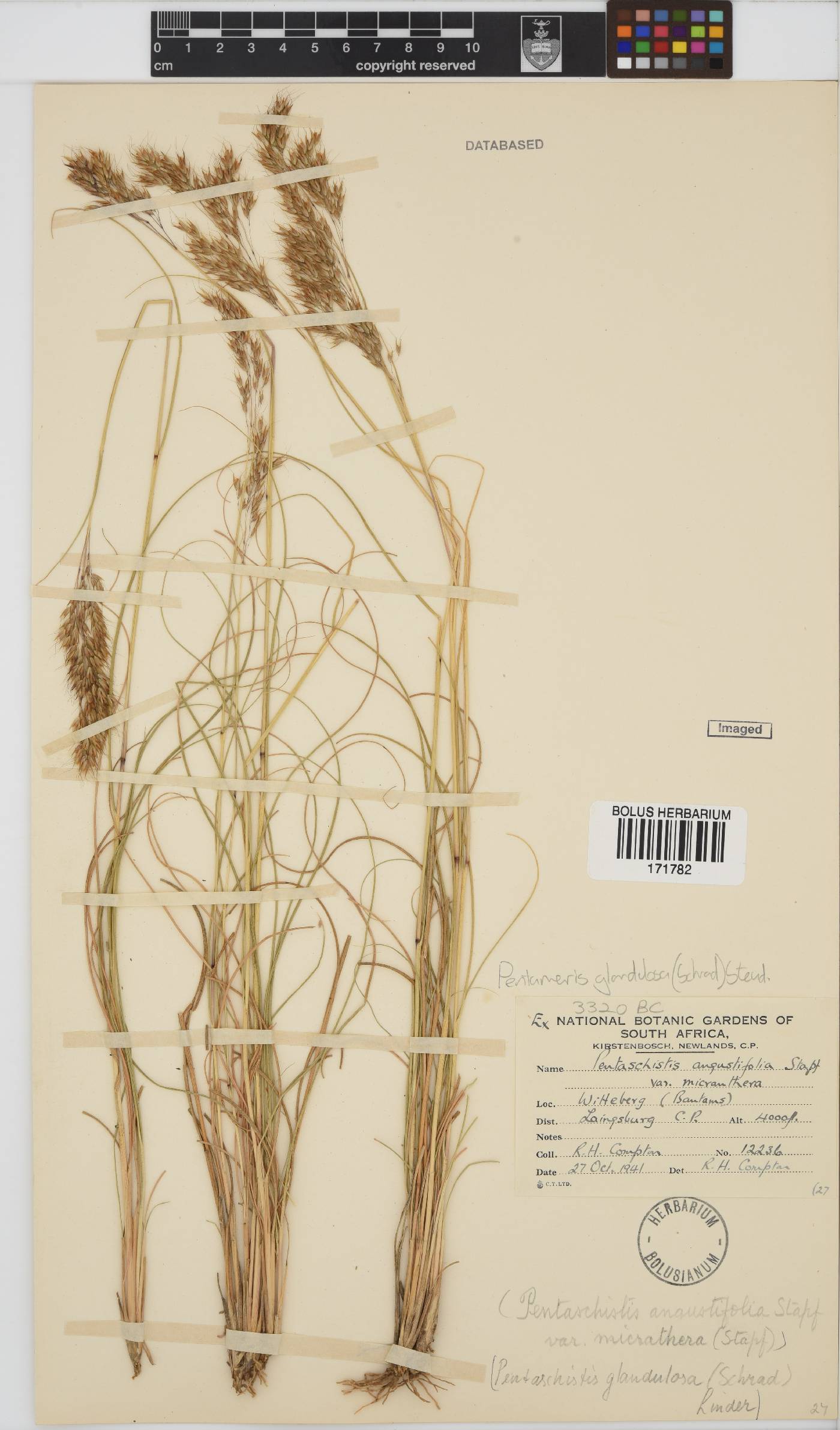 Pentameris glandulosa image