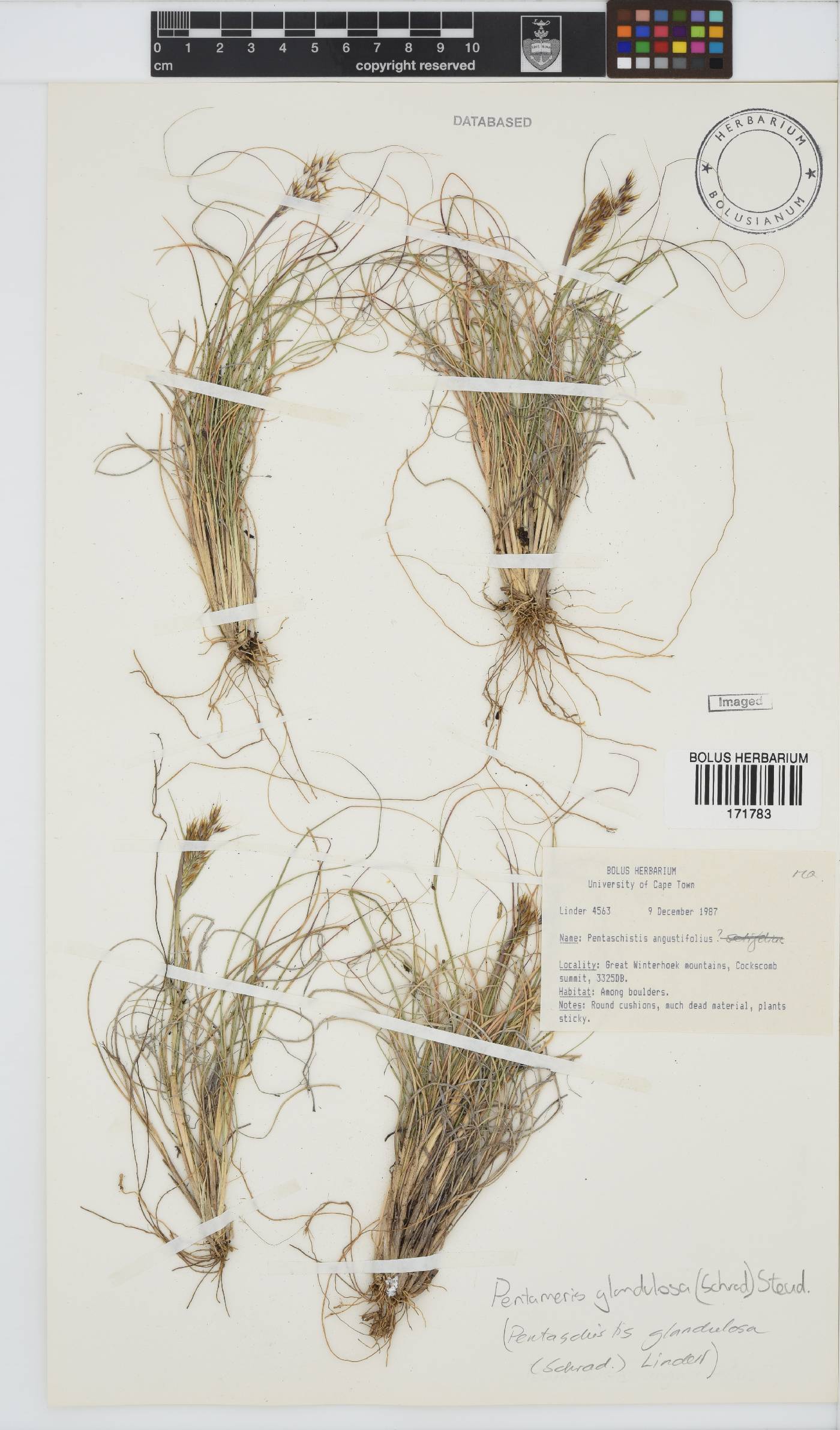 Pentameris glandulosa image
