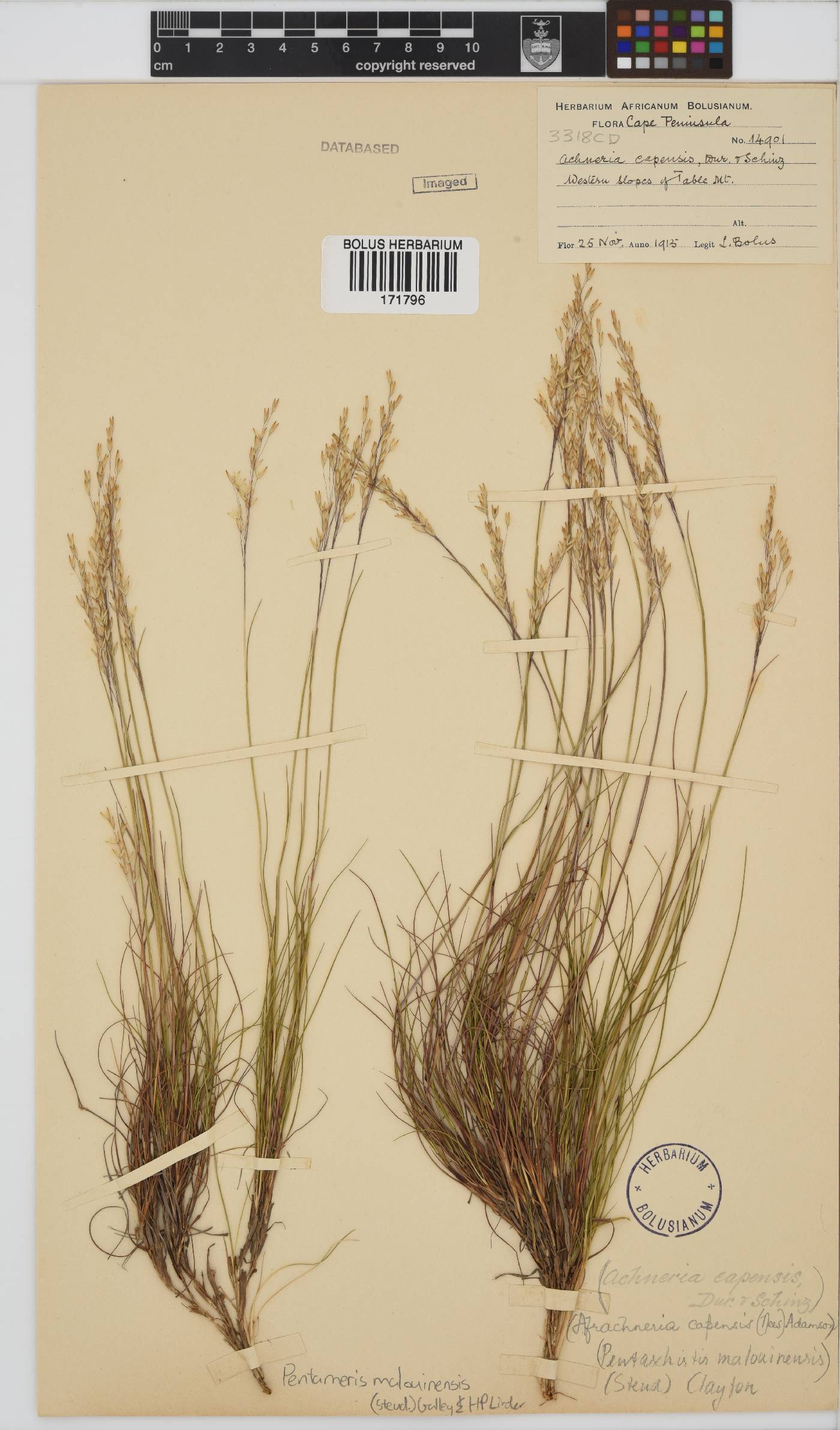 Pentameris malouinensis image
