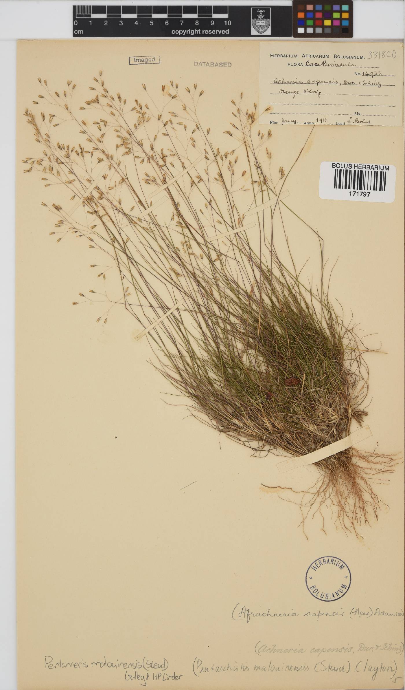 Pentameris malouinensis image