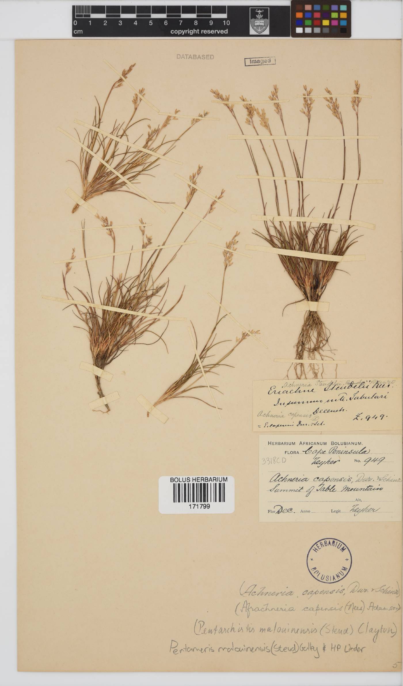 Pentameris malouinensis image
