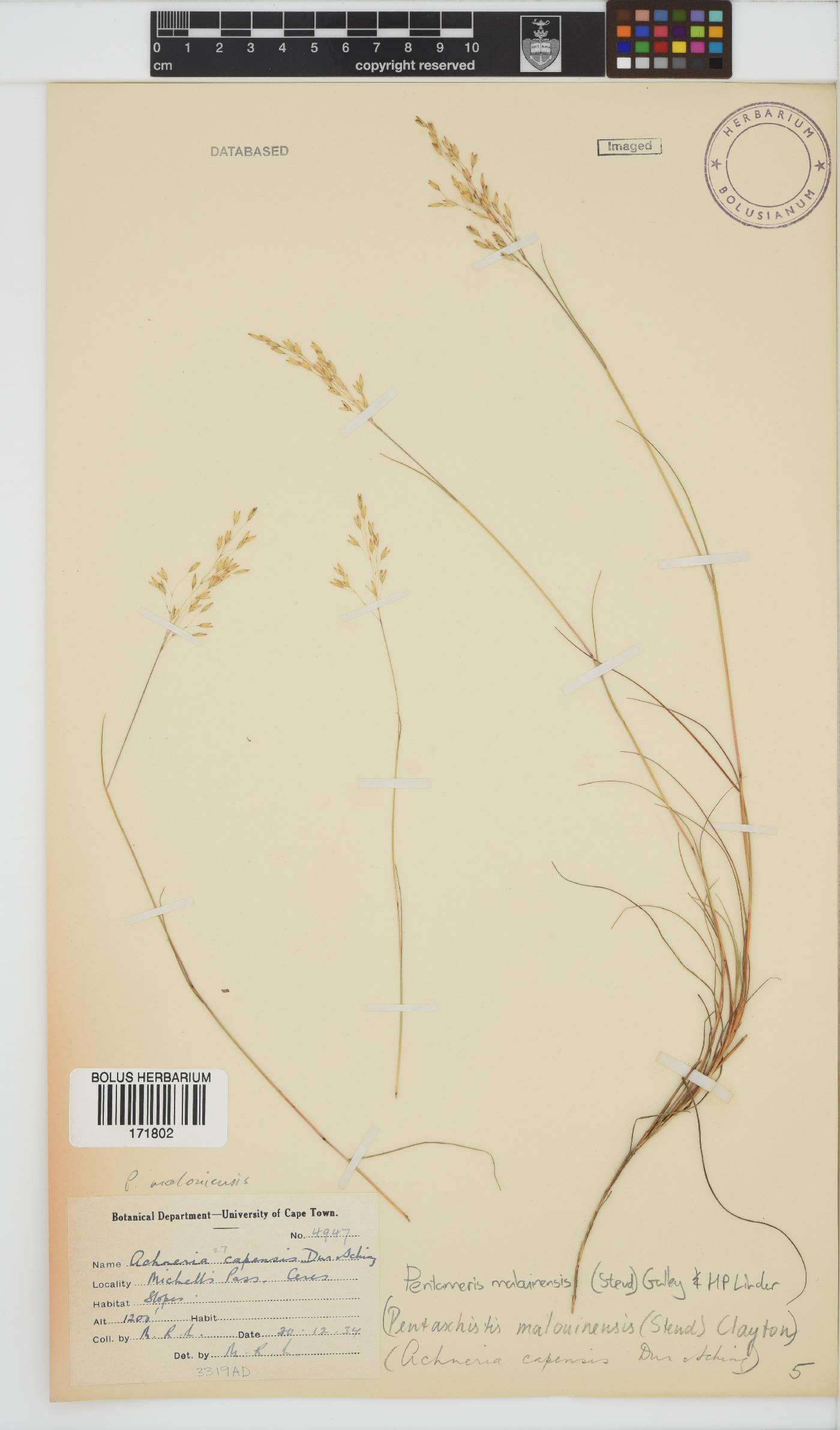 Pentameris malouinensis image