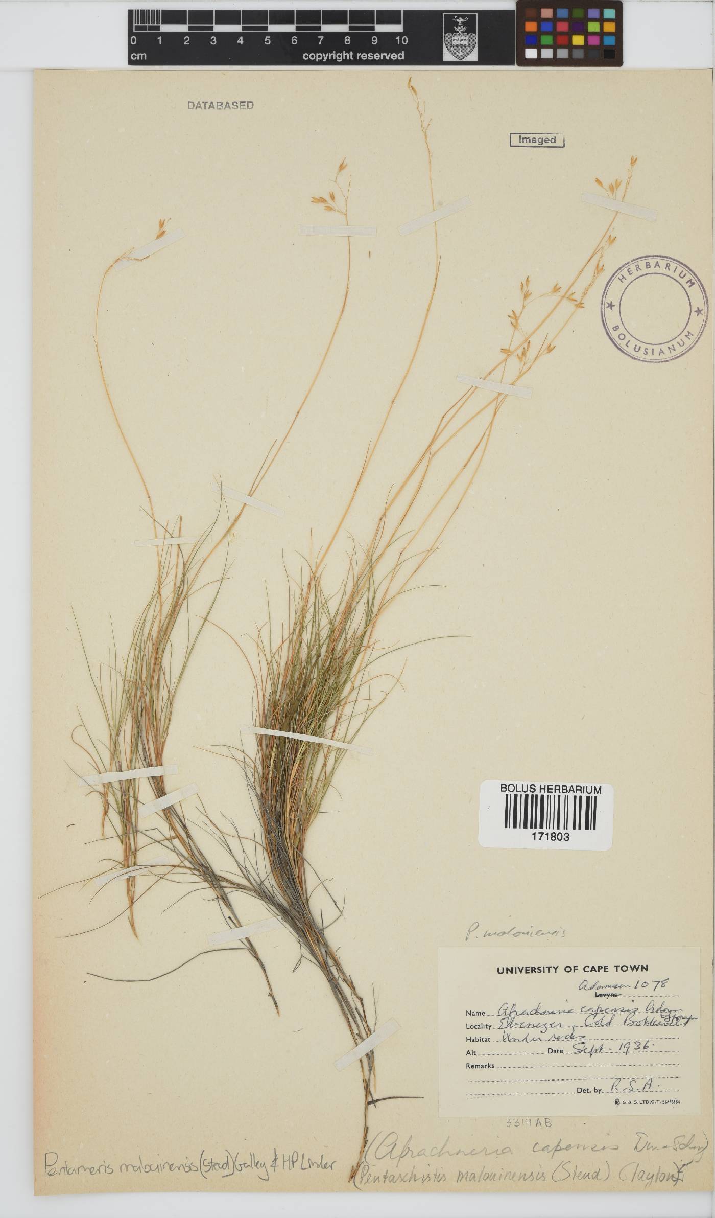 Pentameris malouinensis image