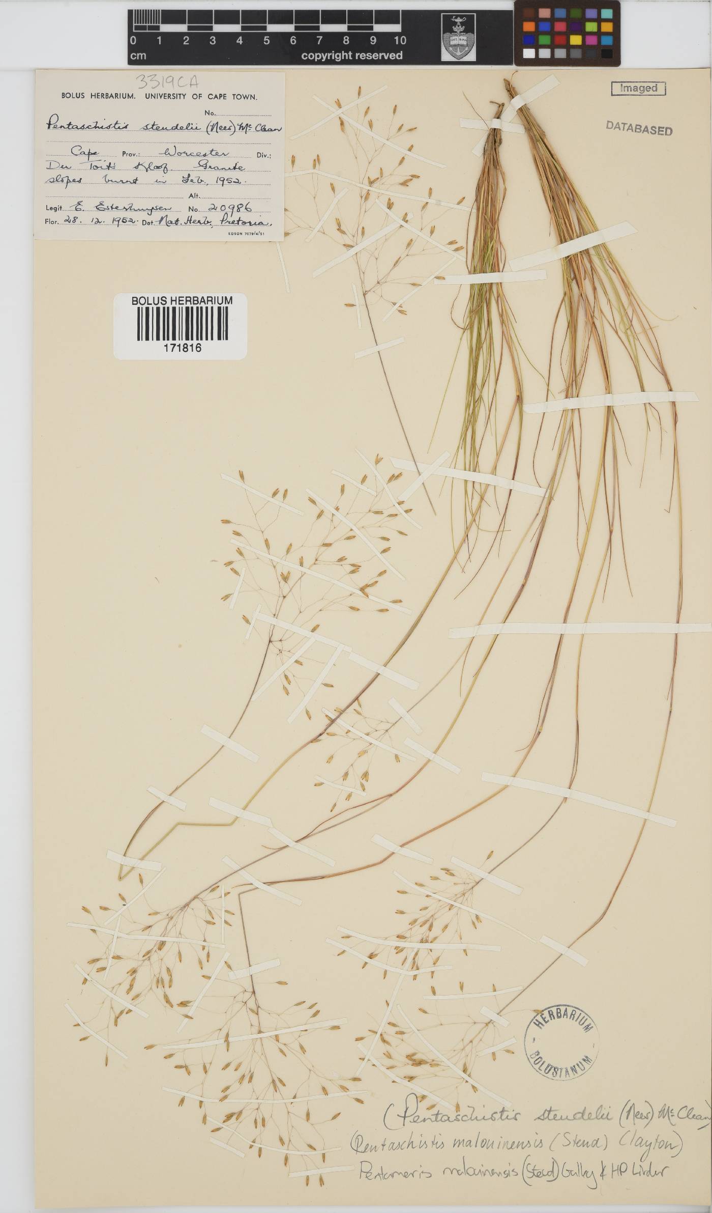 Pentameris malouinensis image