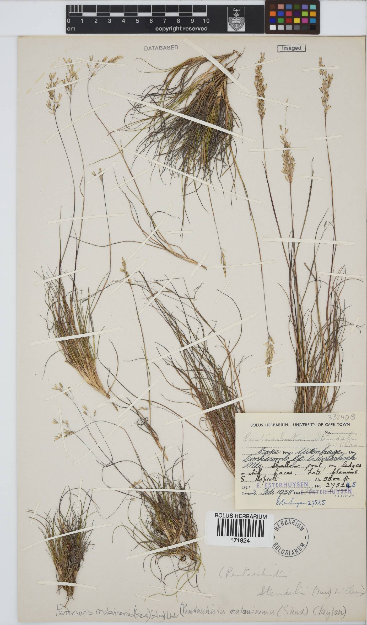 Pentameris malouinensis image
