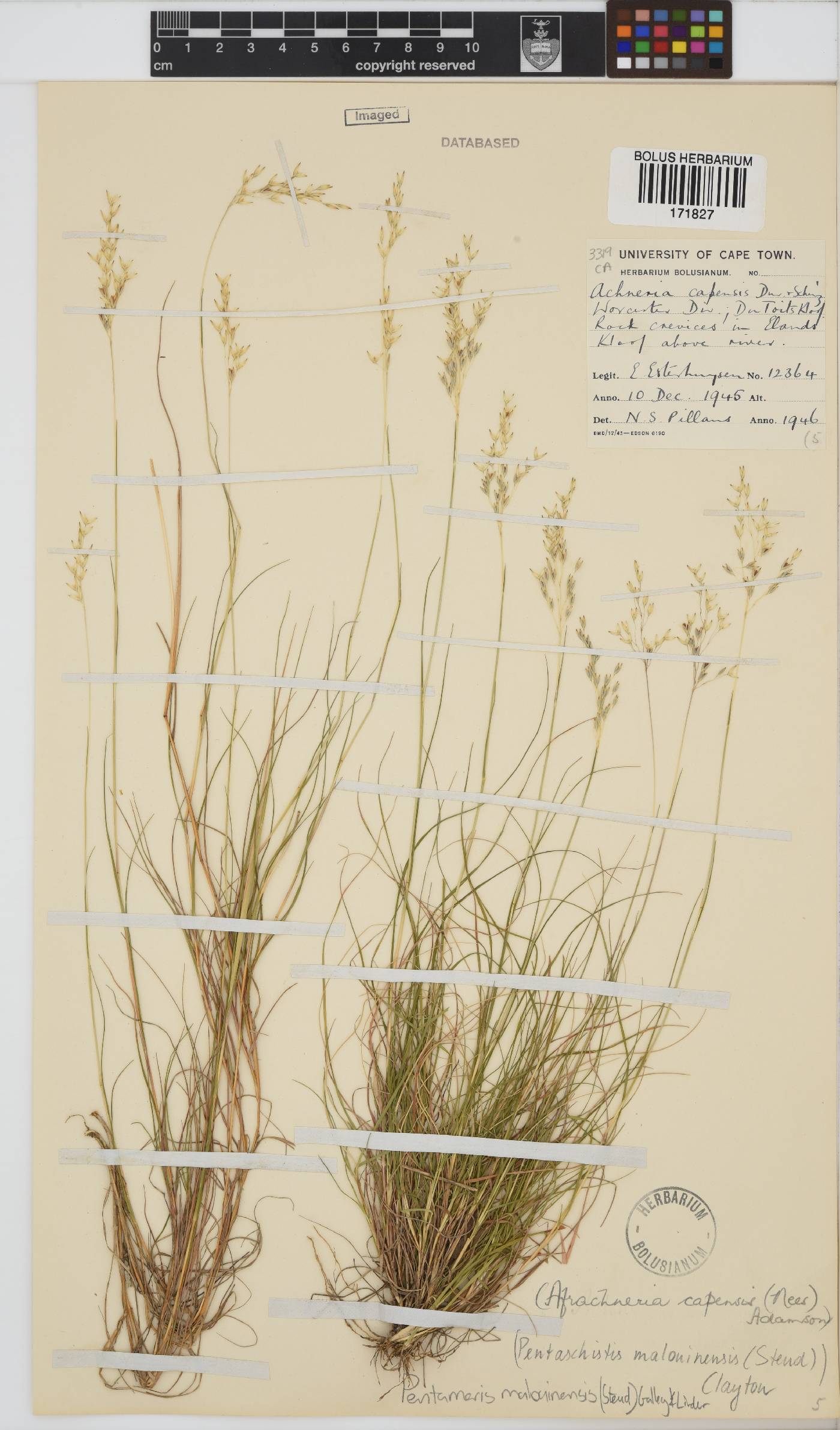 Pentameris malouinensis image