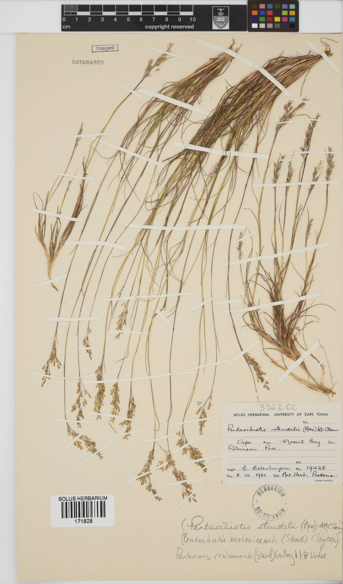 Pentameris malouinensis image