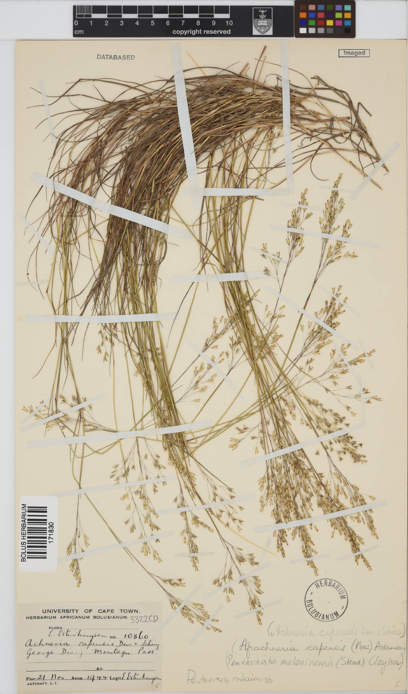 Pentameris malouinensis image