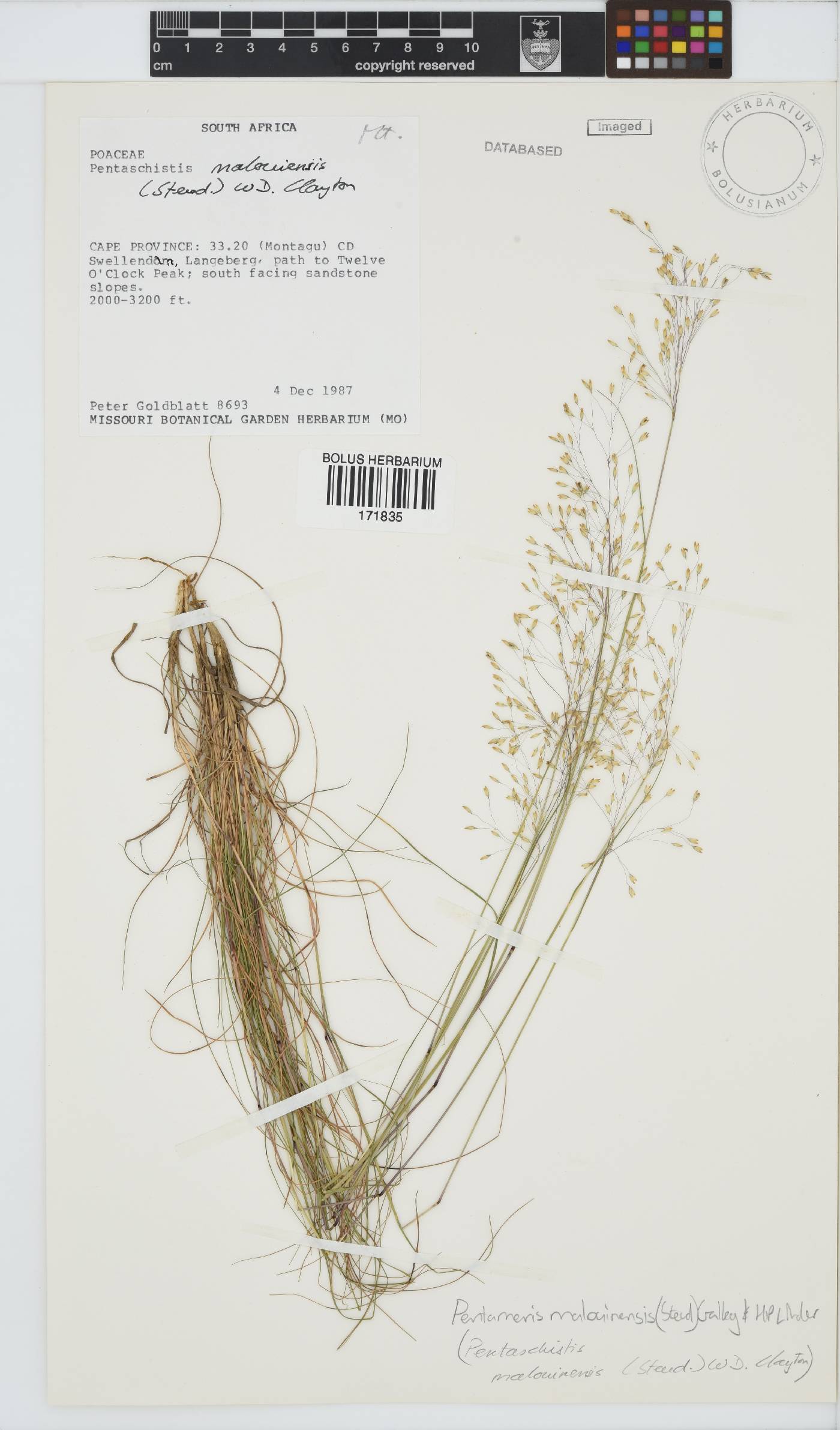 Pentameris malouinensis image