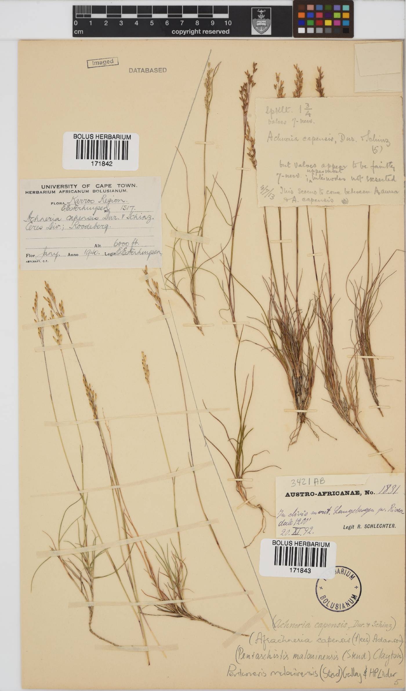Pentameris malouinensis image