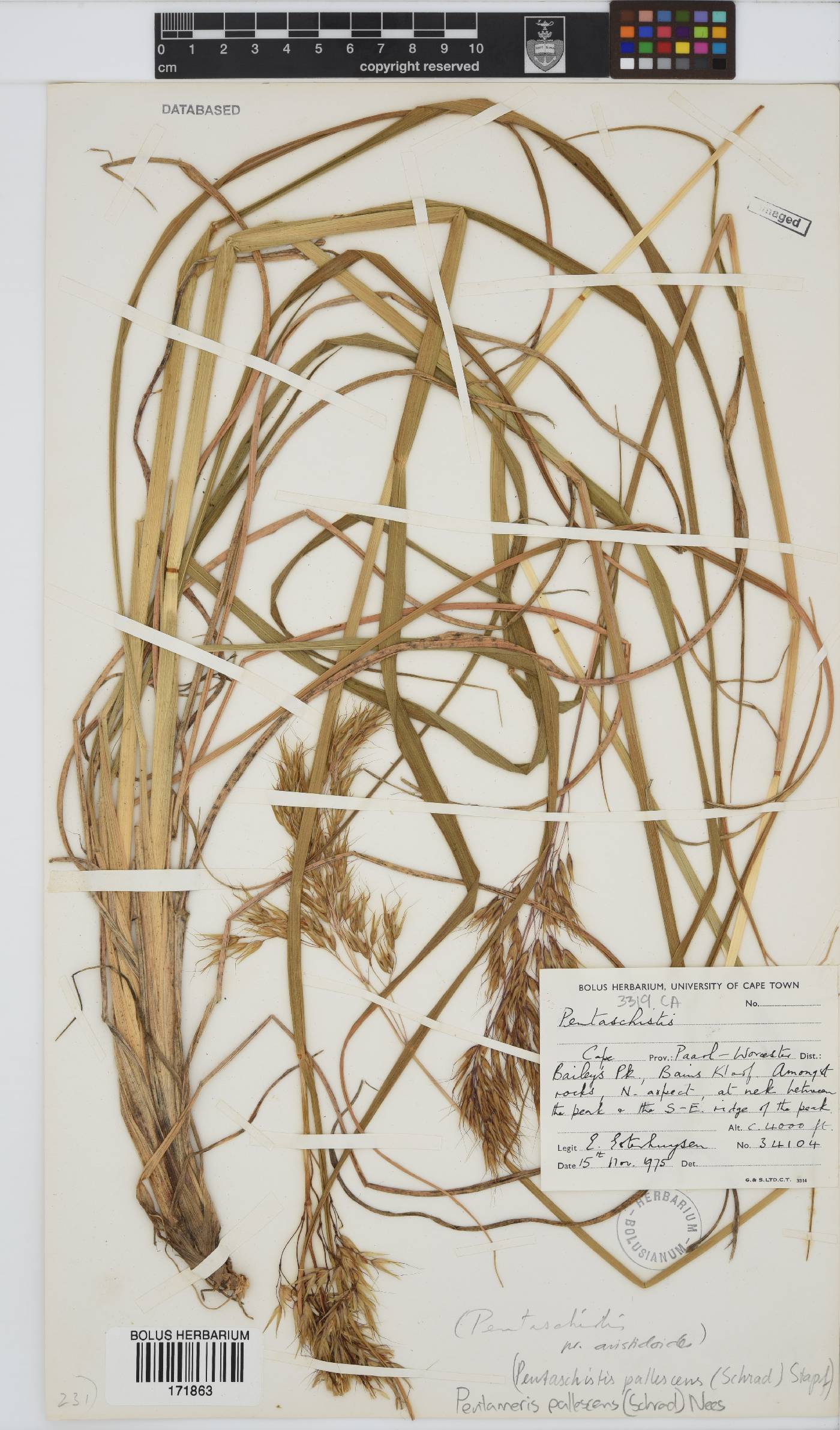Pentameris pallescens image