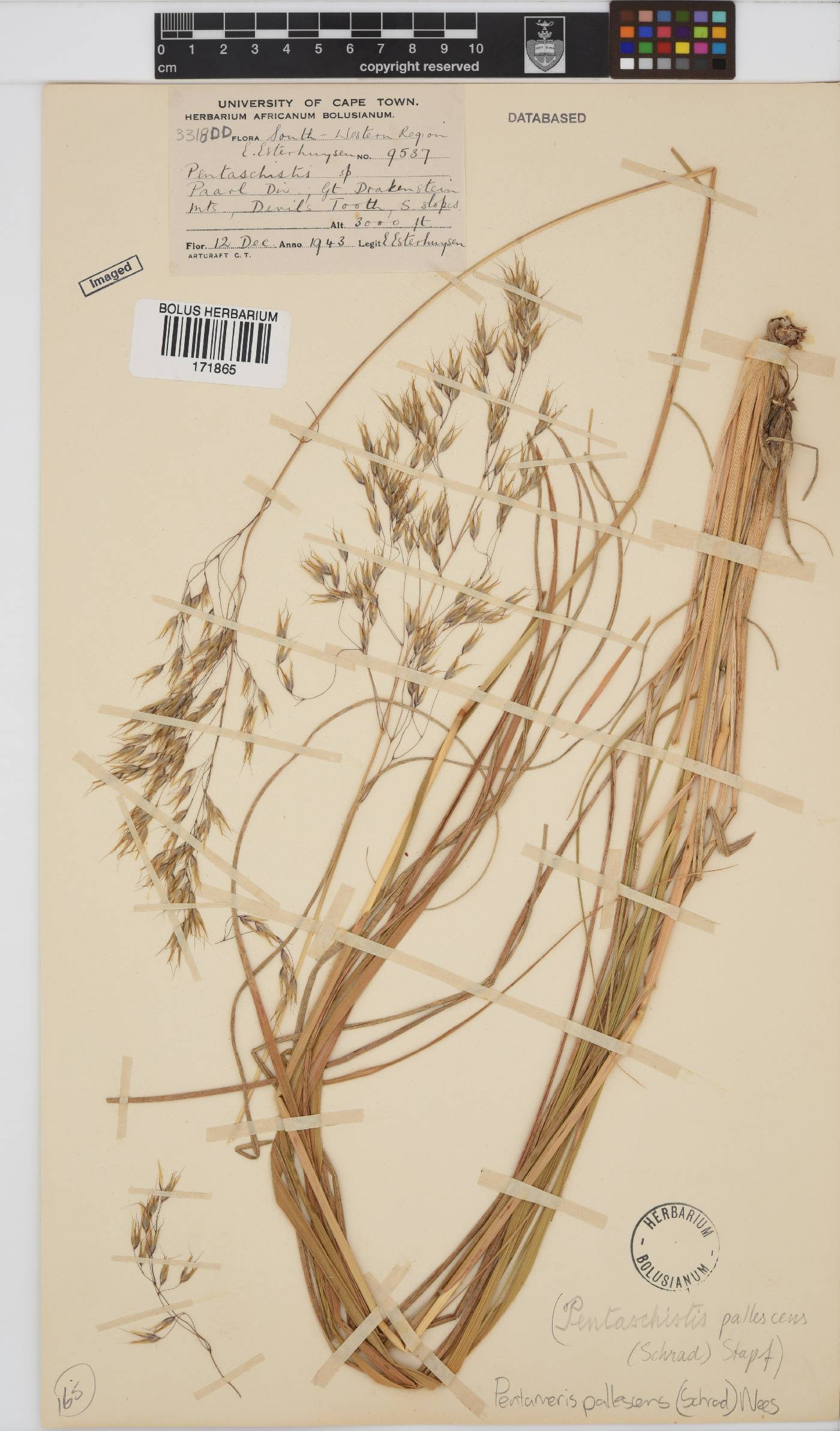 Pentameris pallescens image
