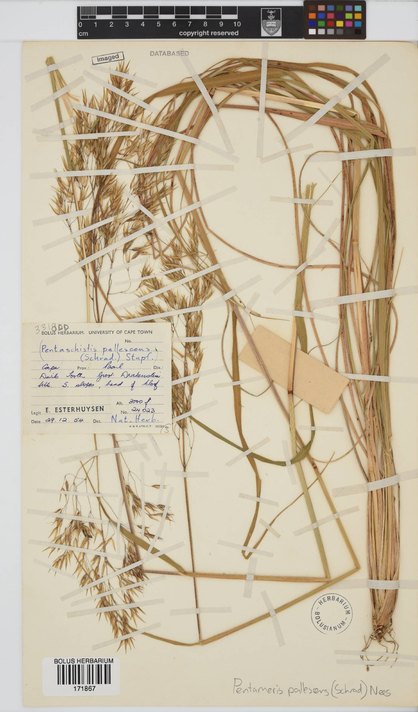 Pentameris pallescens image