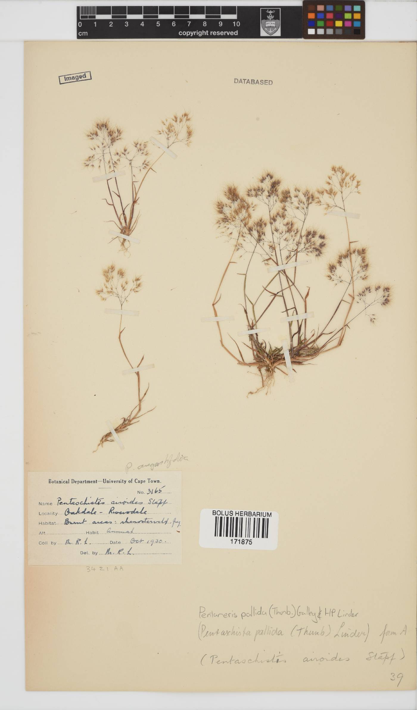 Pentameris pallida image