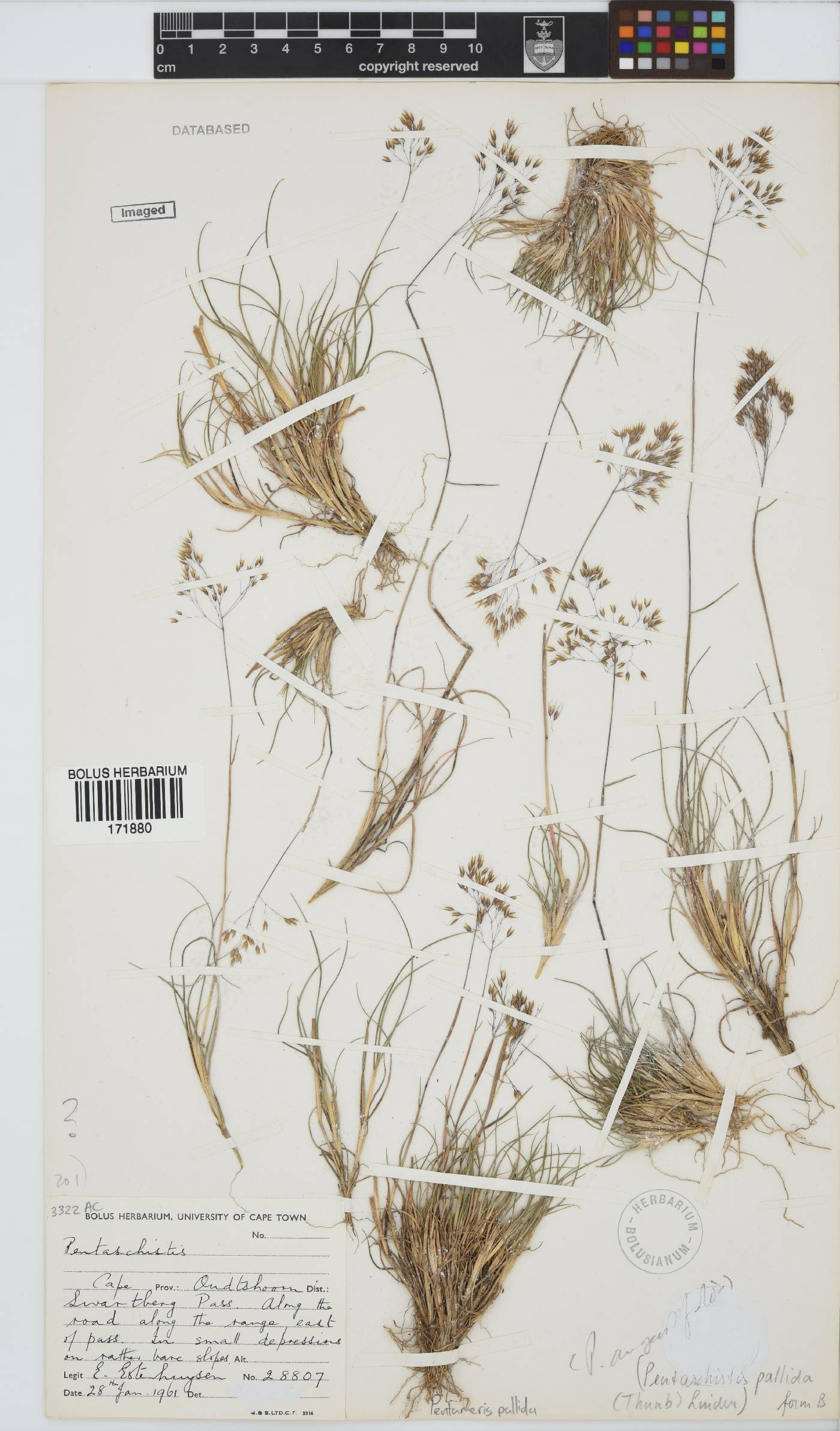 Pentameris pallida image