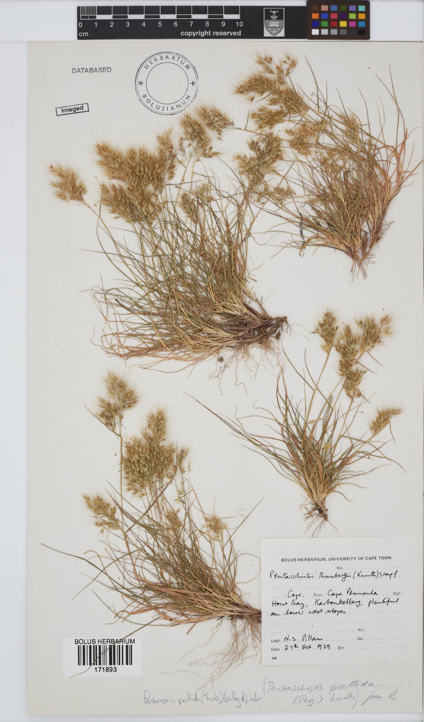 Pentameris pallida image
