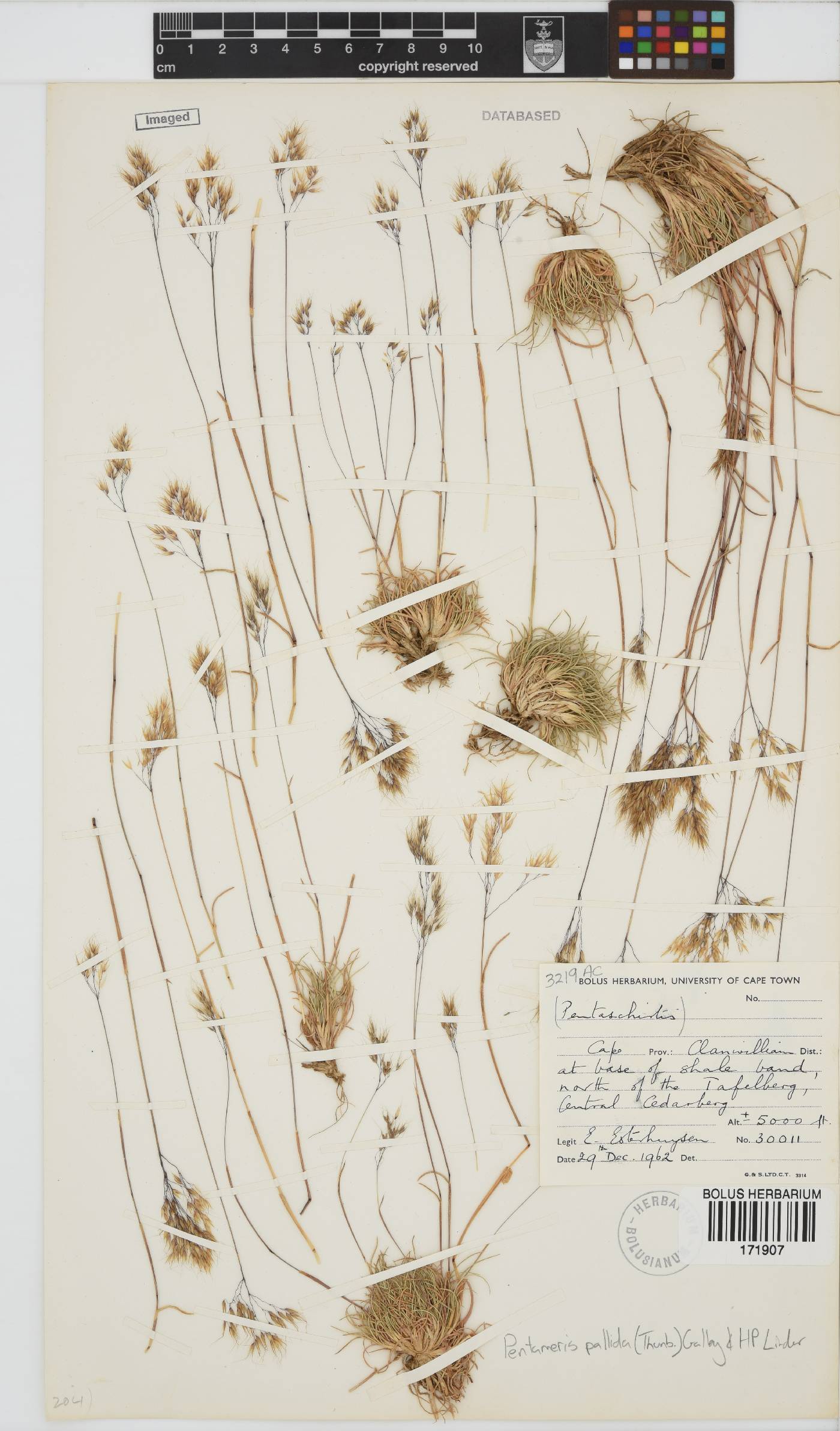 Pentameris pallida image